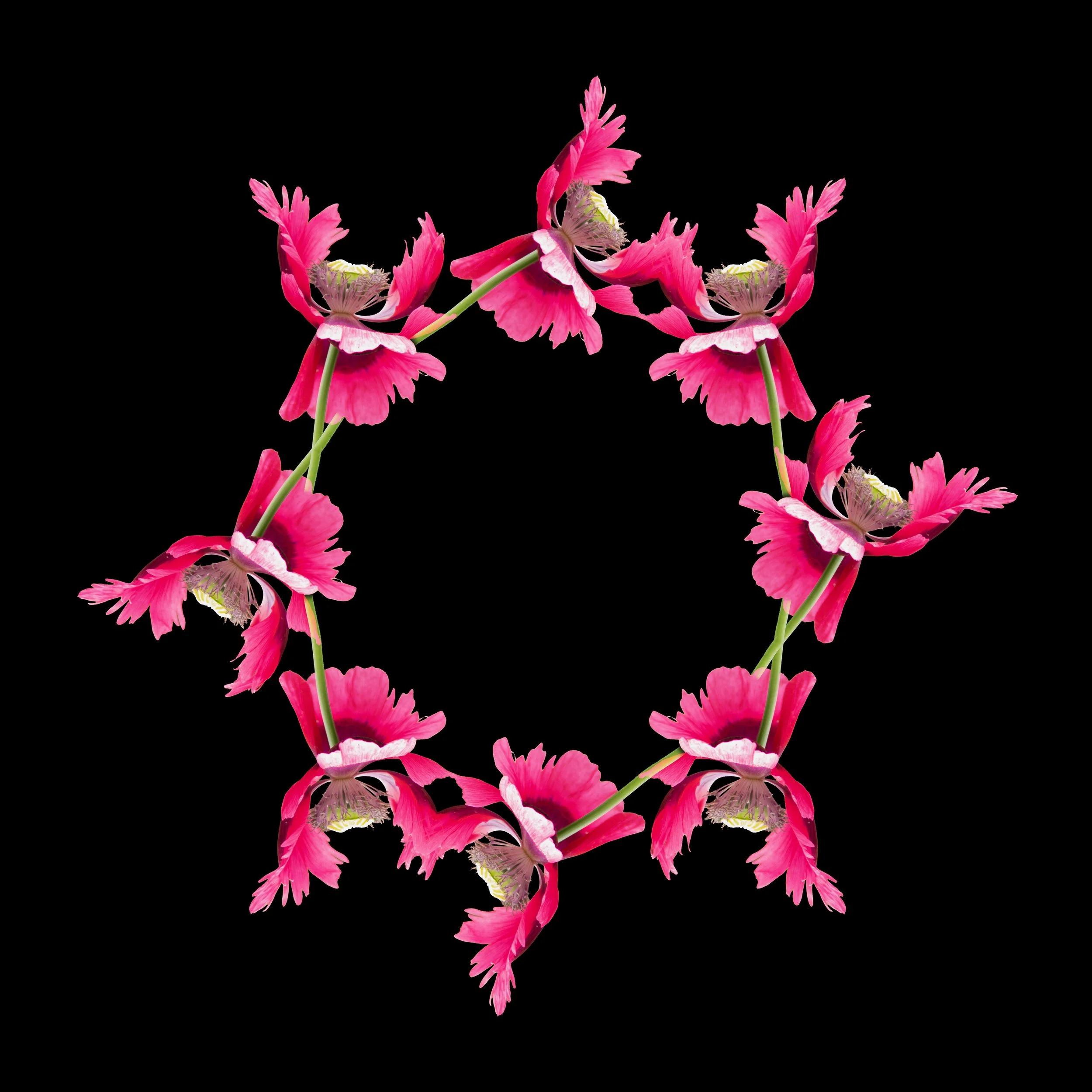 Pink Poppy Mandala.jpeg