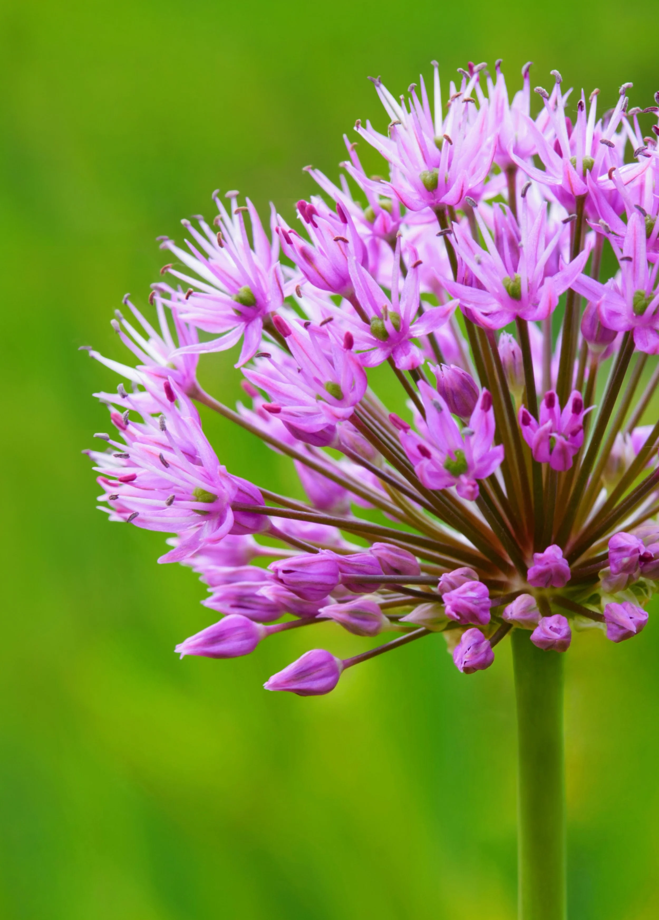 Allium Hollandicum