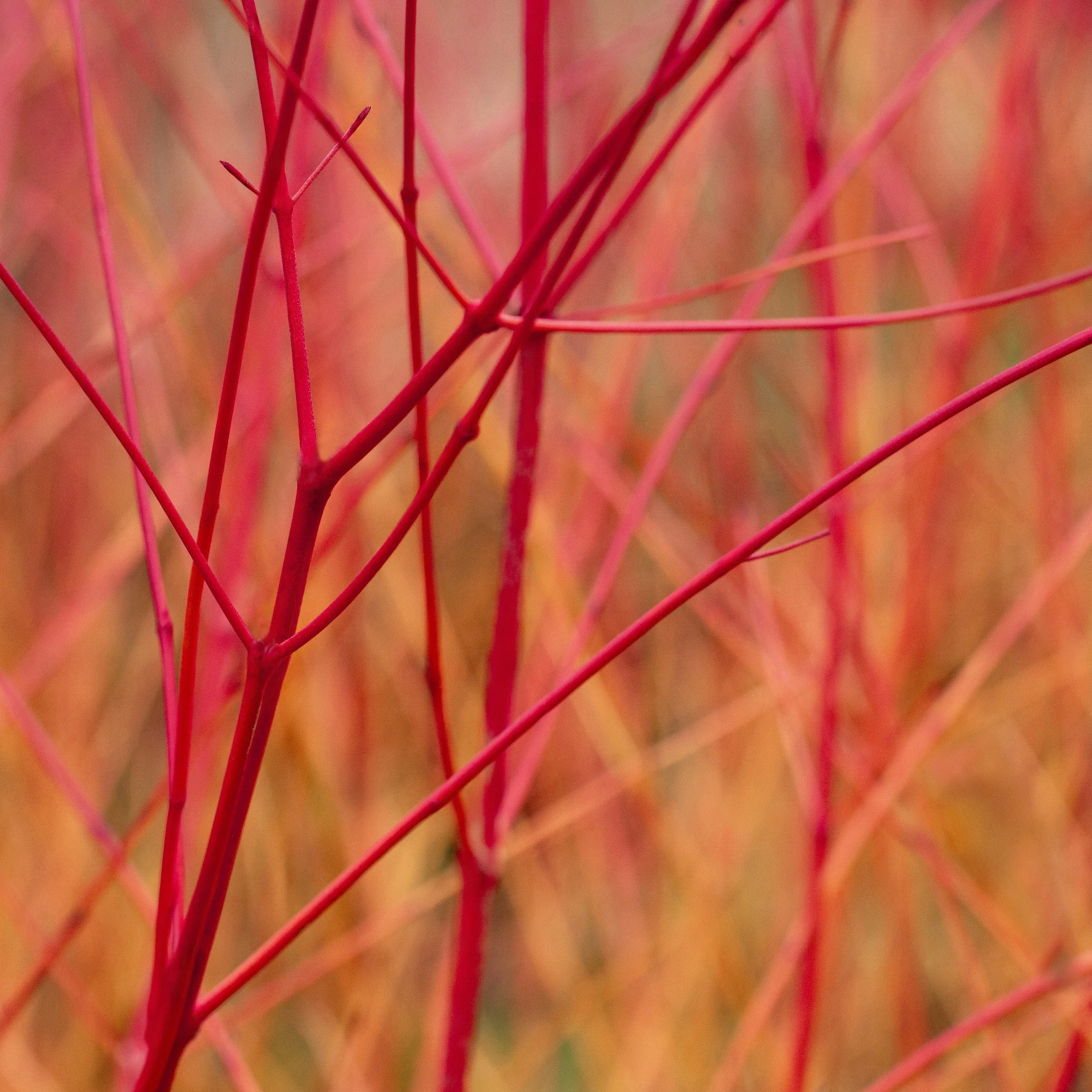 Veins of Fire