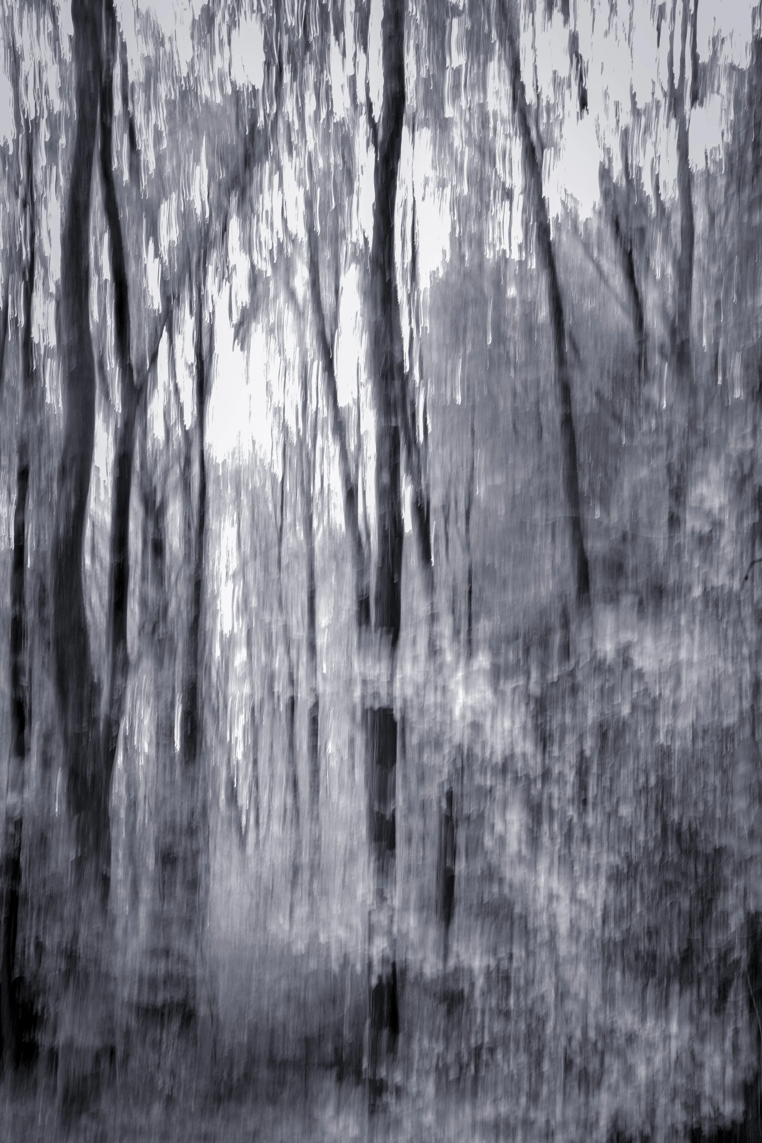 Into the woods