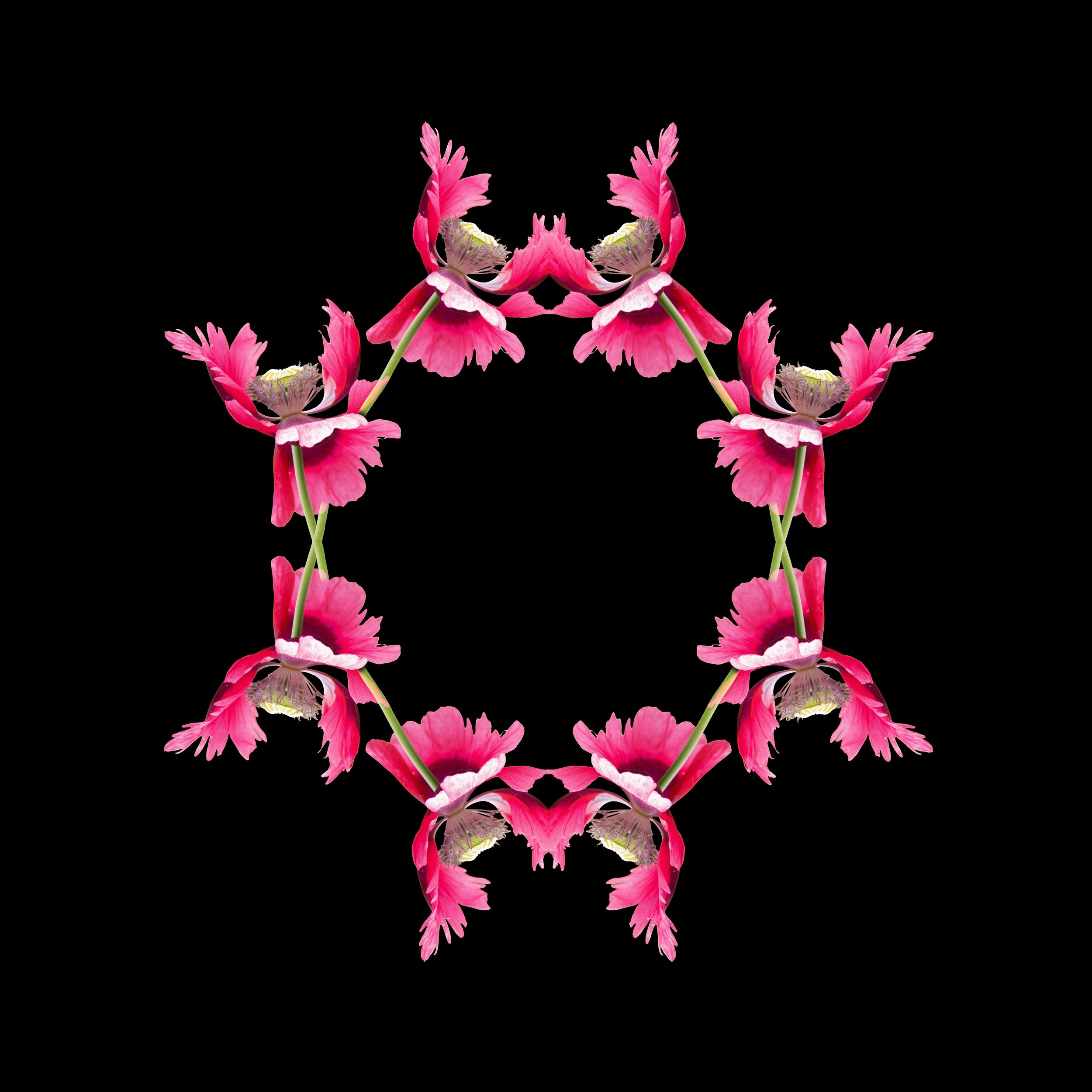 Stellar Bloom