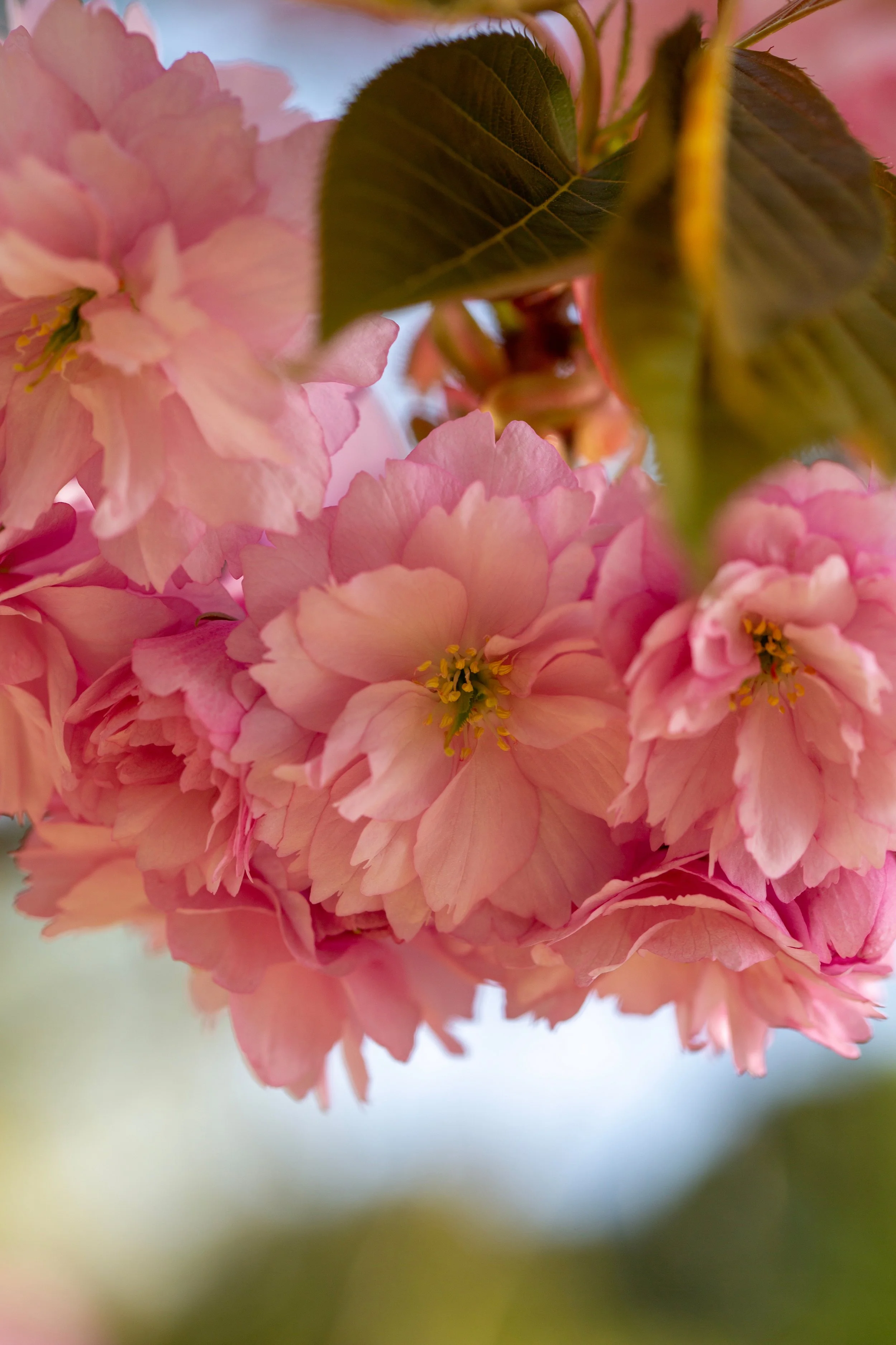 Pink Reverie