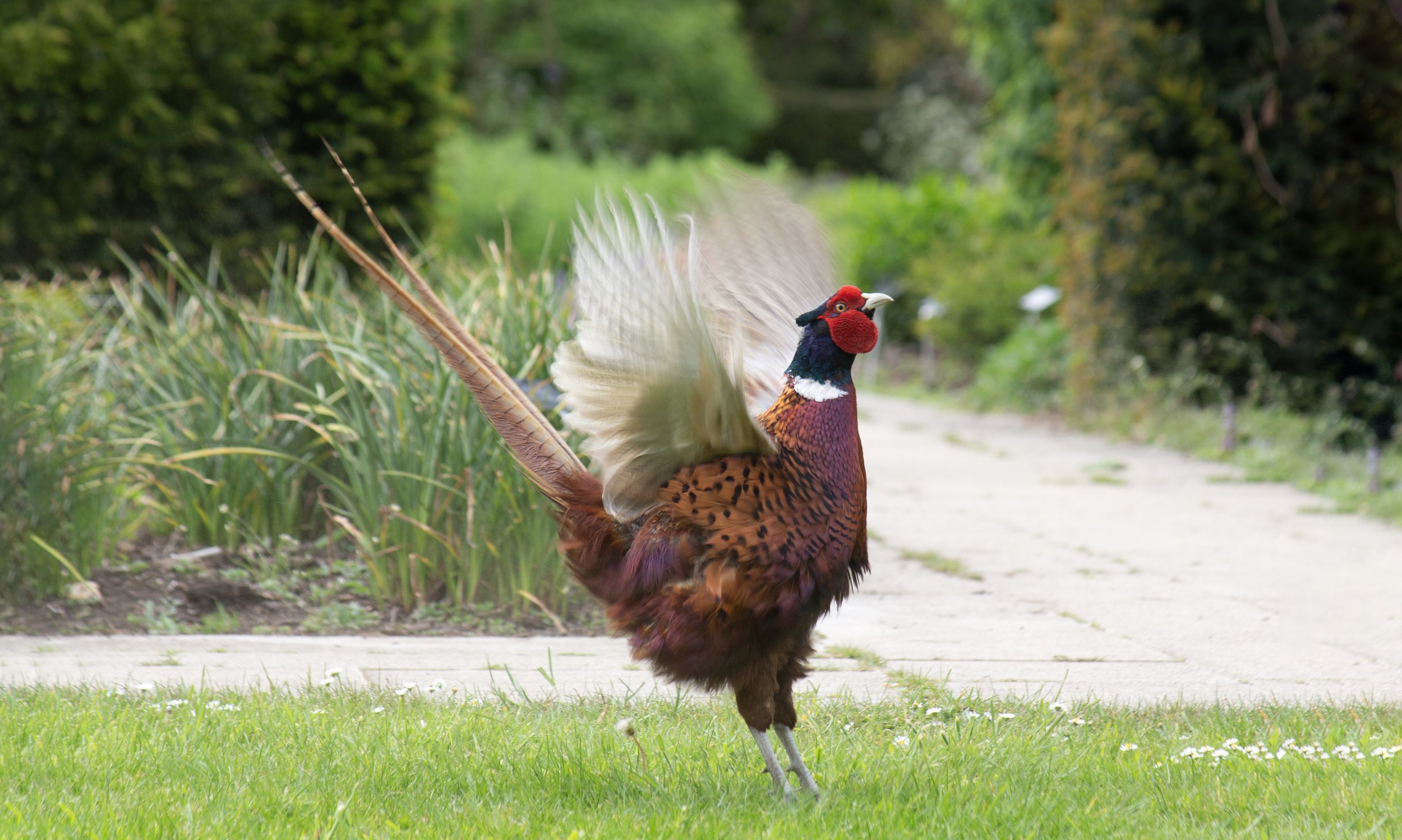 Feathered Majesty, Sir Harold Hillier Gardens