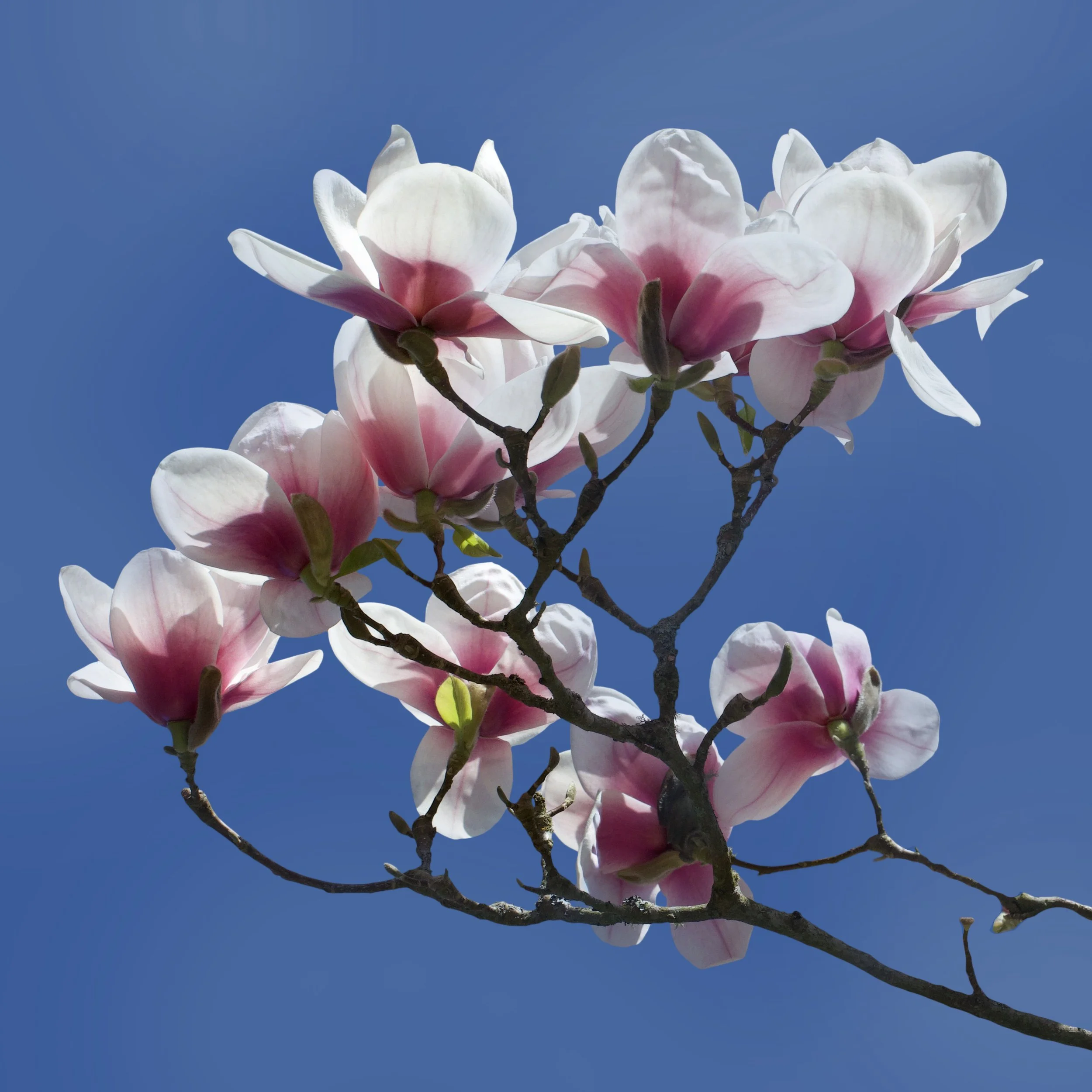 Magnolia Blue Sky13.jpg