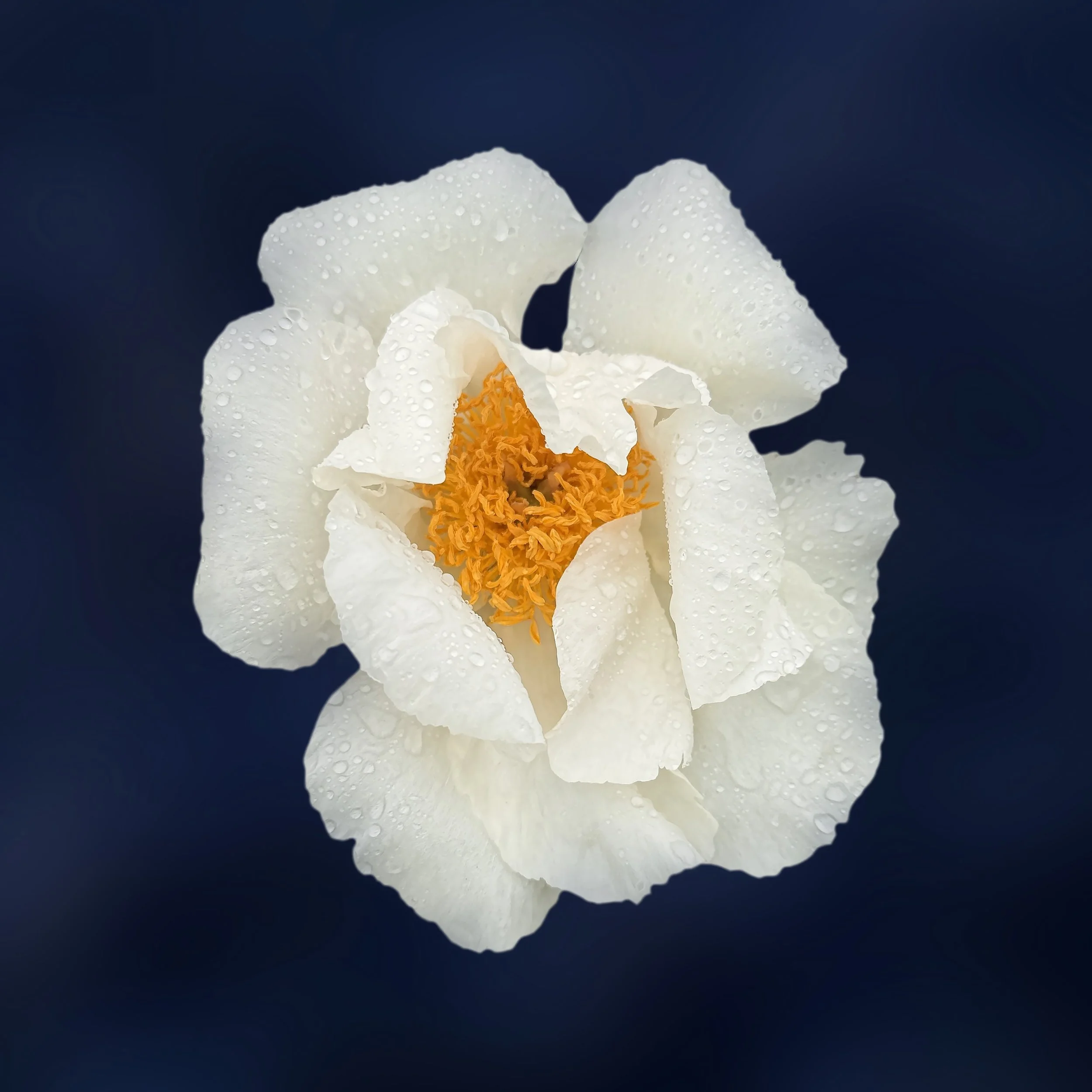 White Peony After the Rain