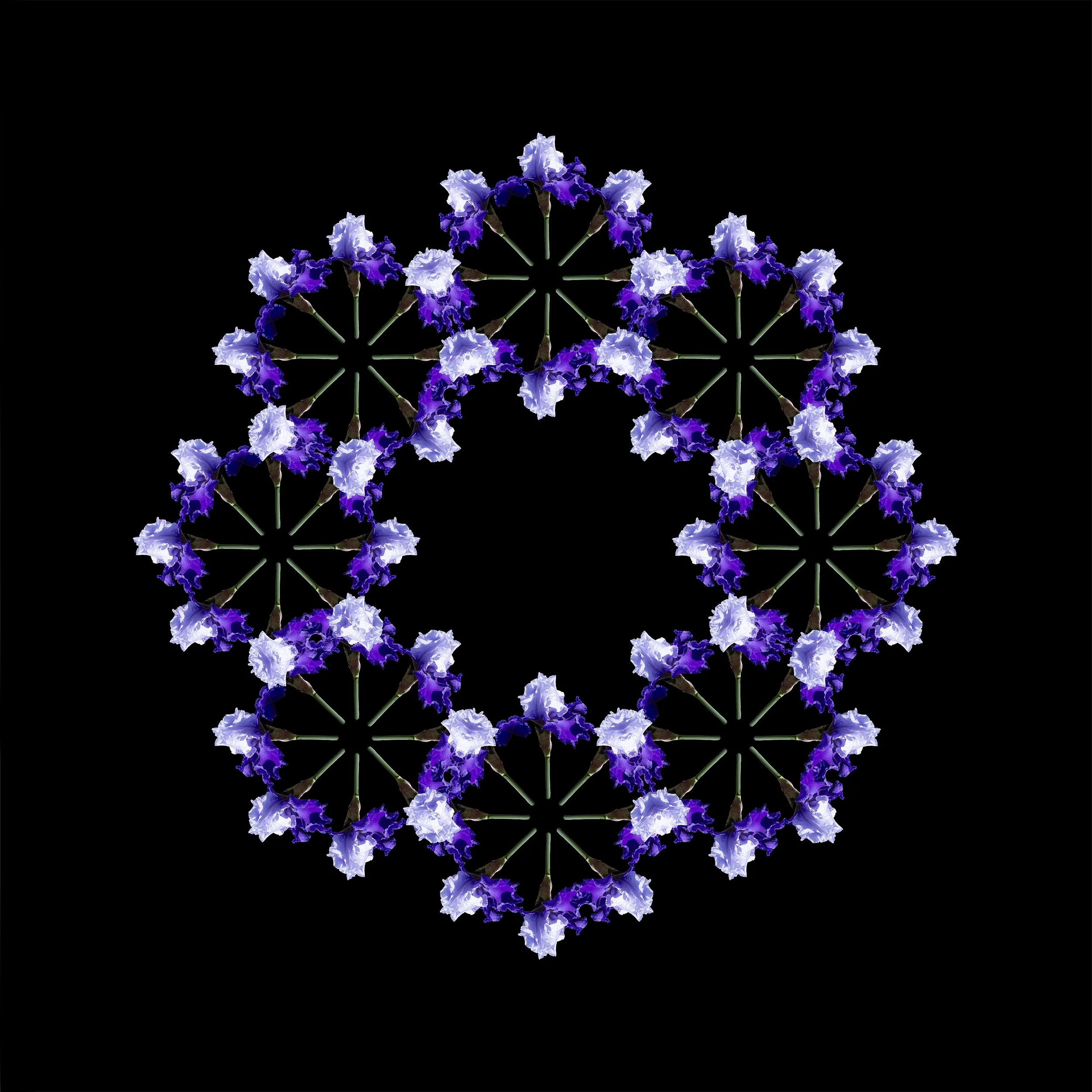 Multiple Purple Mandala.jpeg