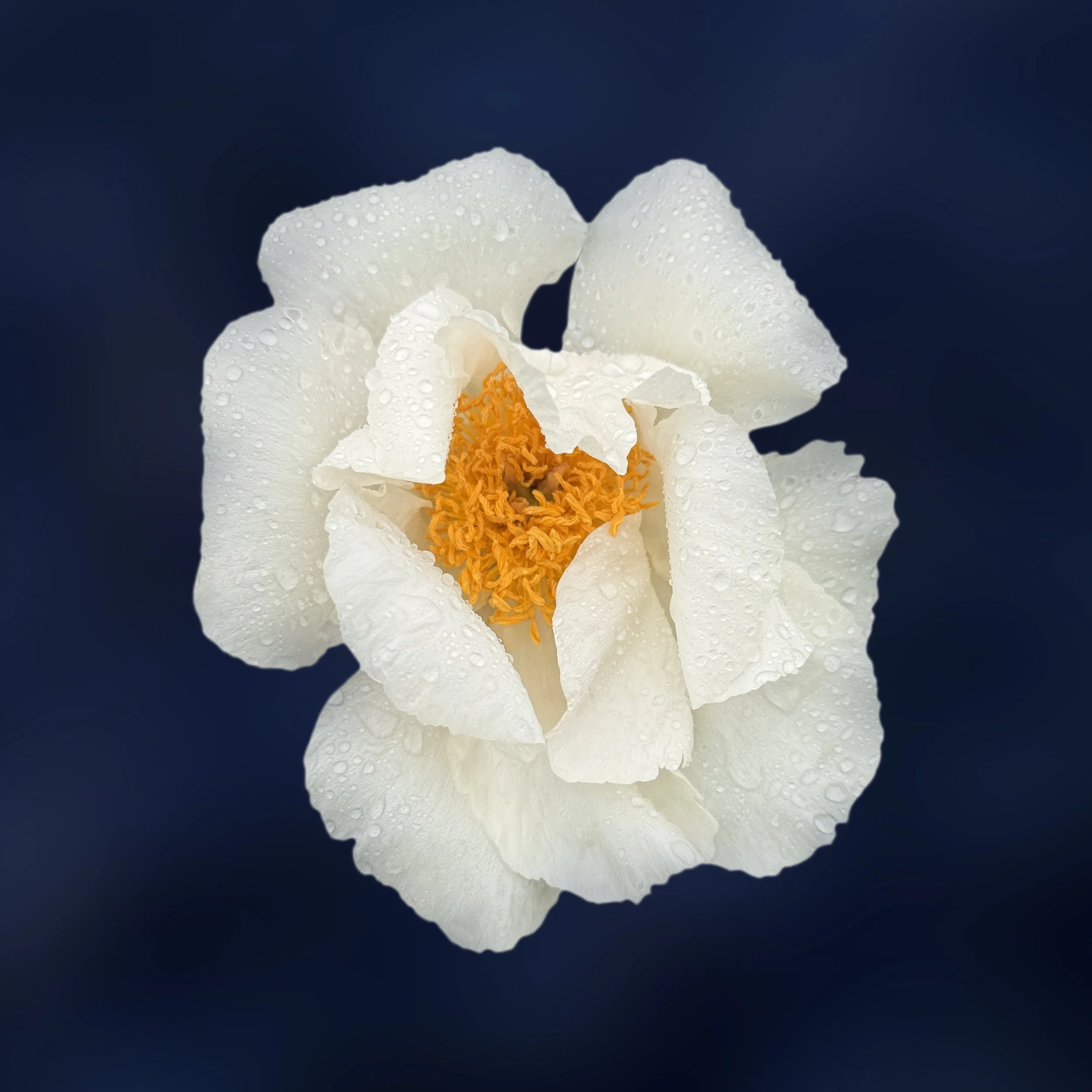 Morning Dew - Peony Border, Sir Harold Hillier Gardens