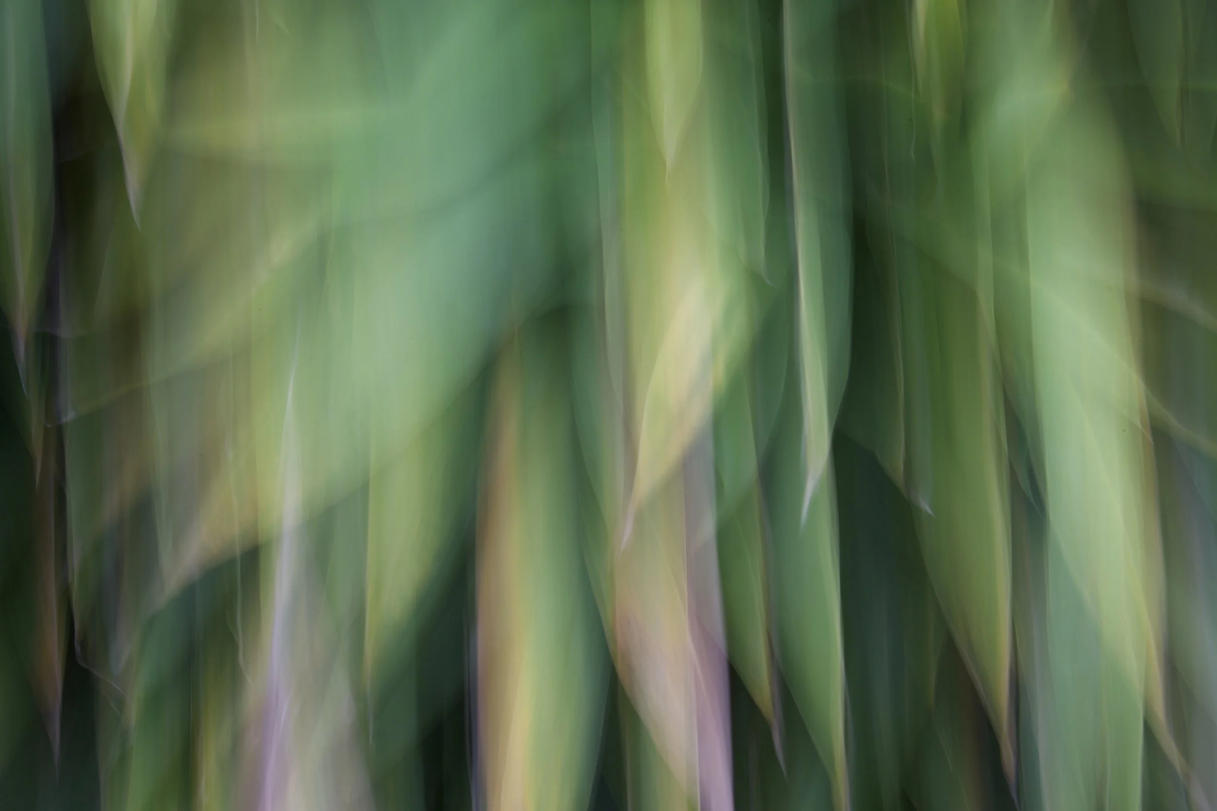 Bamboo