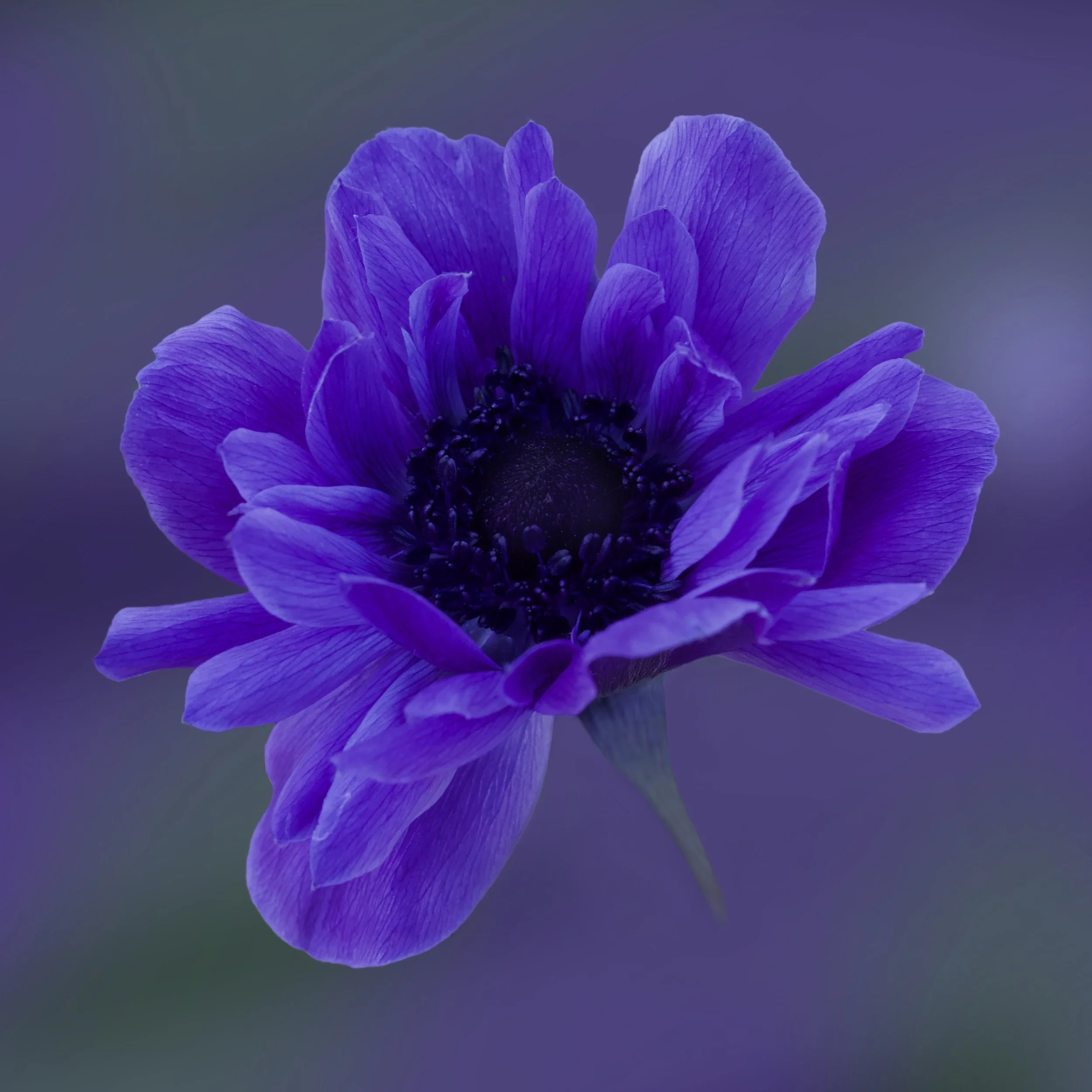 Blue Flower.jpg