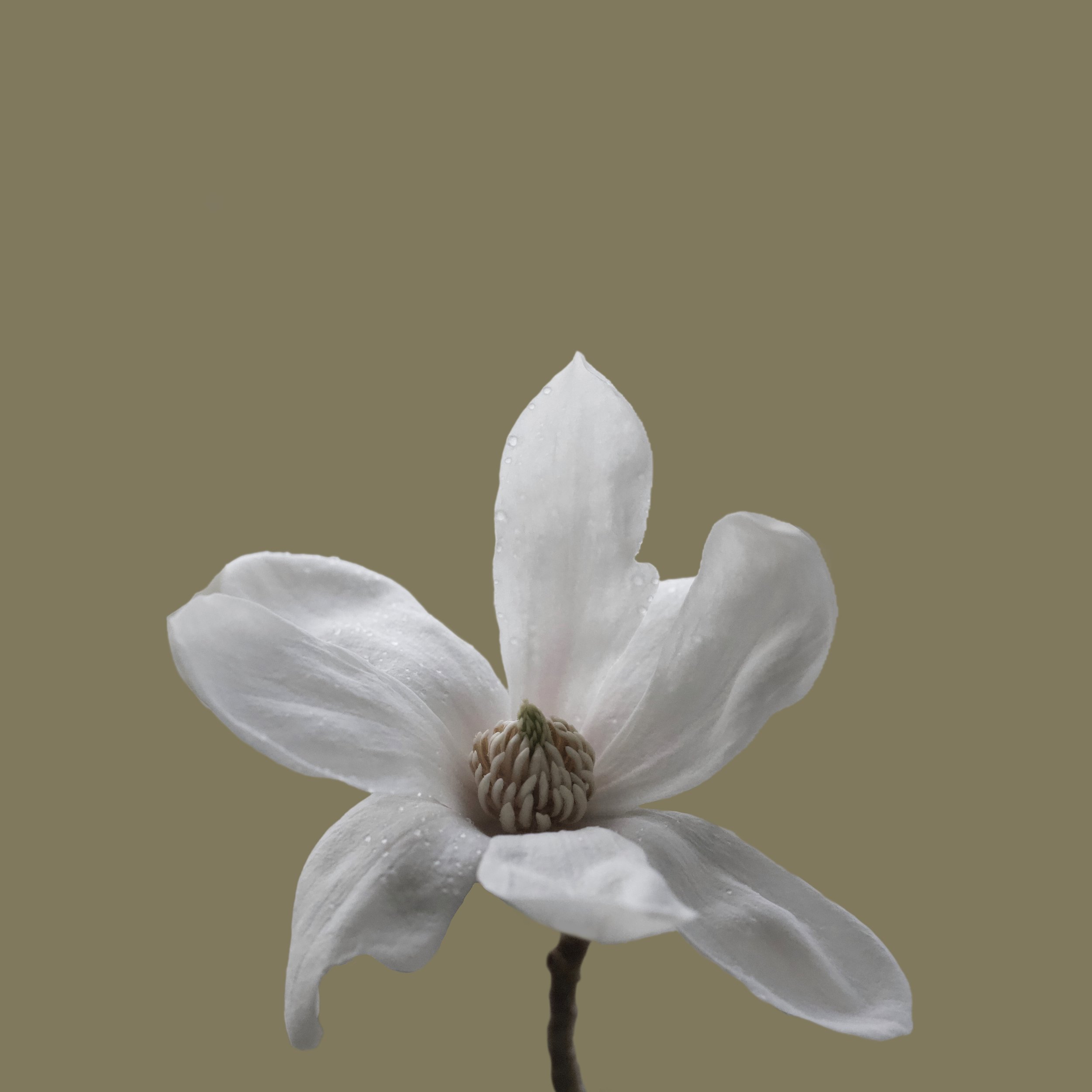 Magnolia Reverie