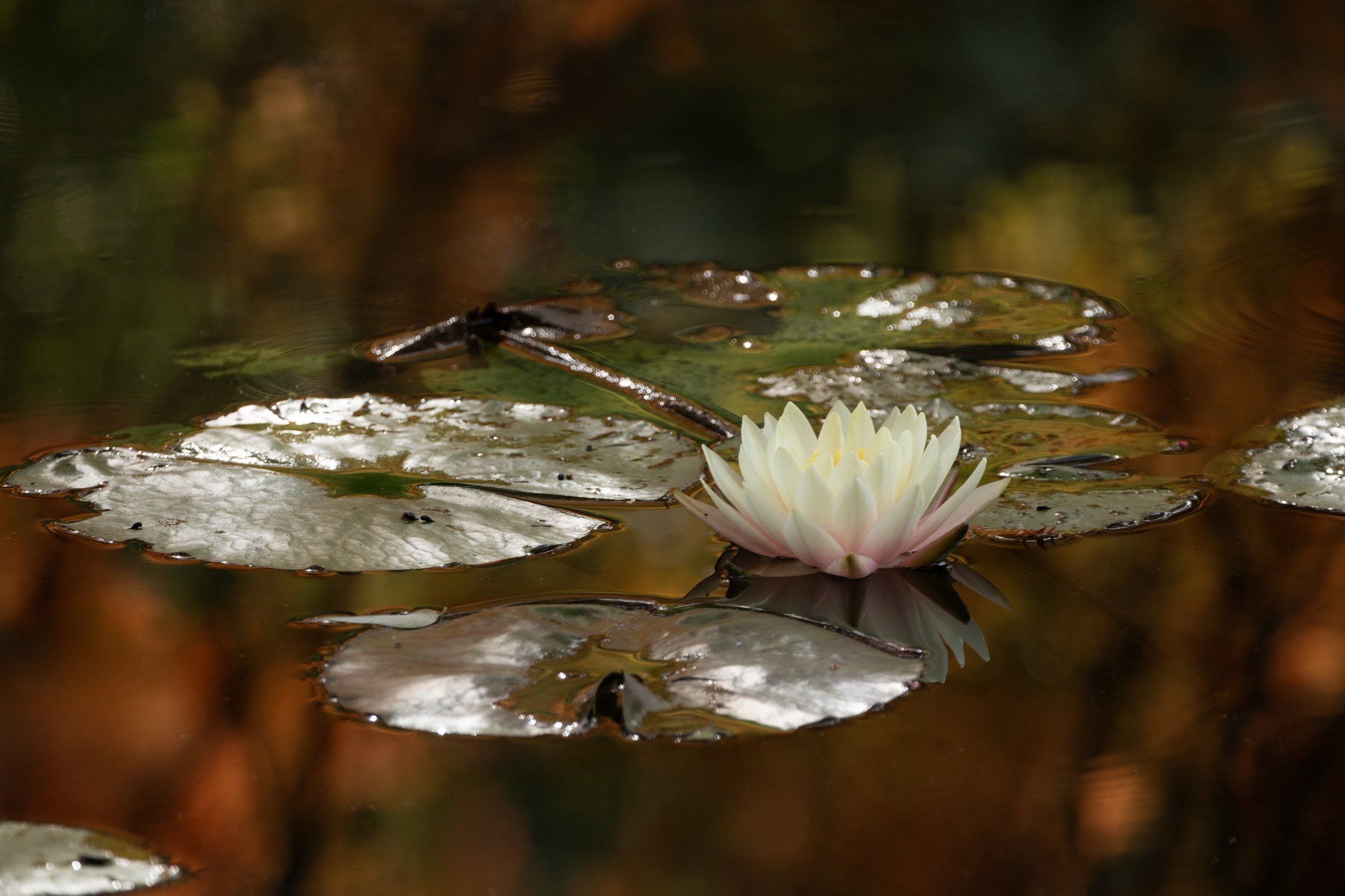 Pond Lilly.jpeg