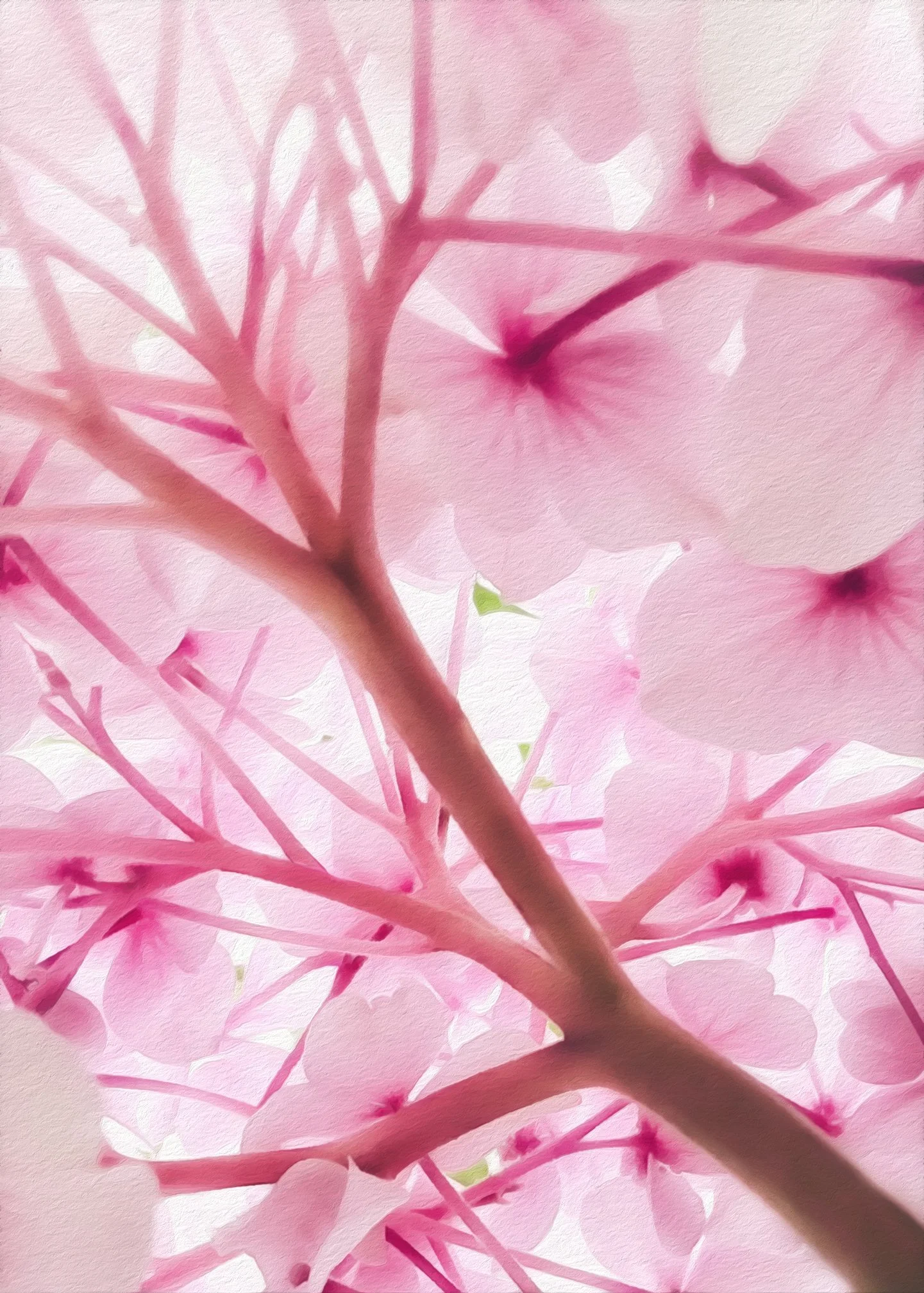 Pink Hydrangea.jpg