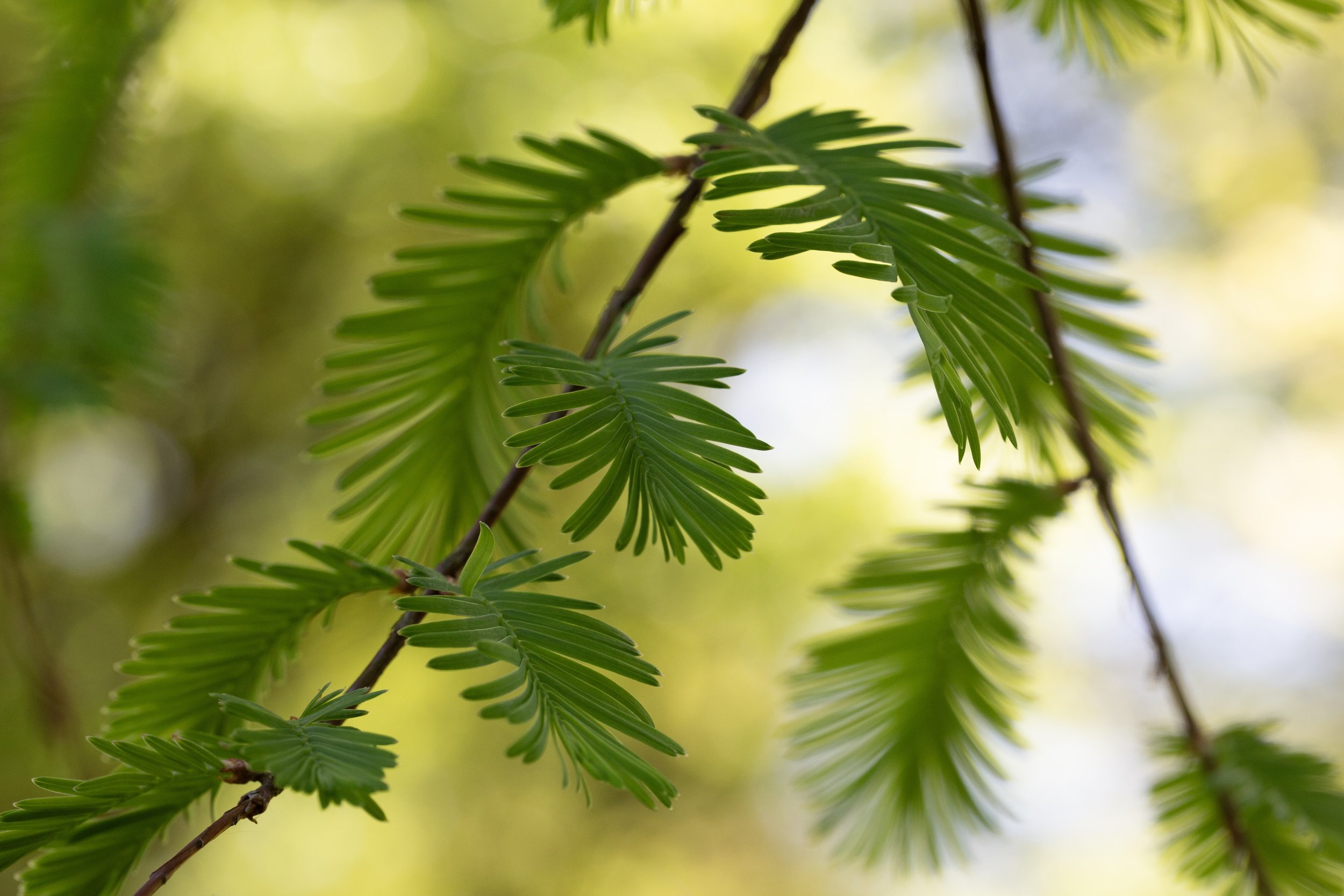 New Growth