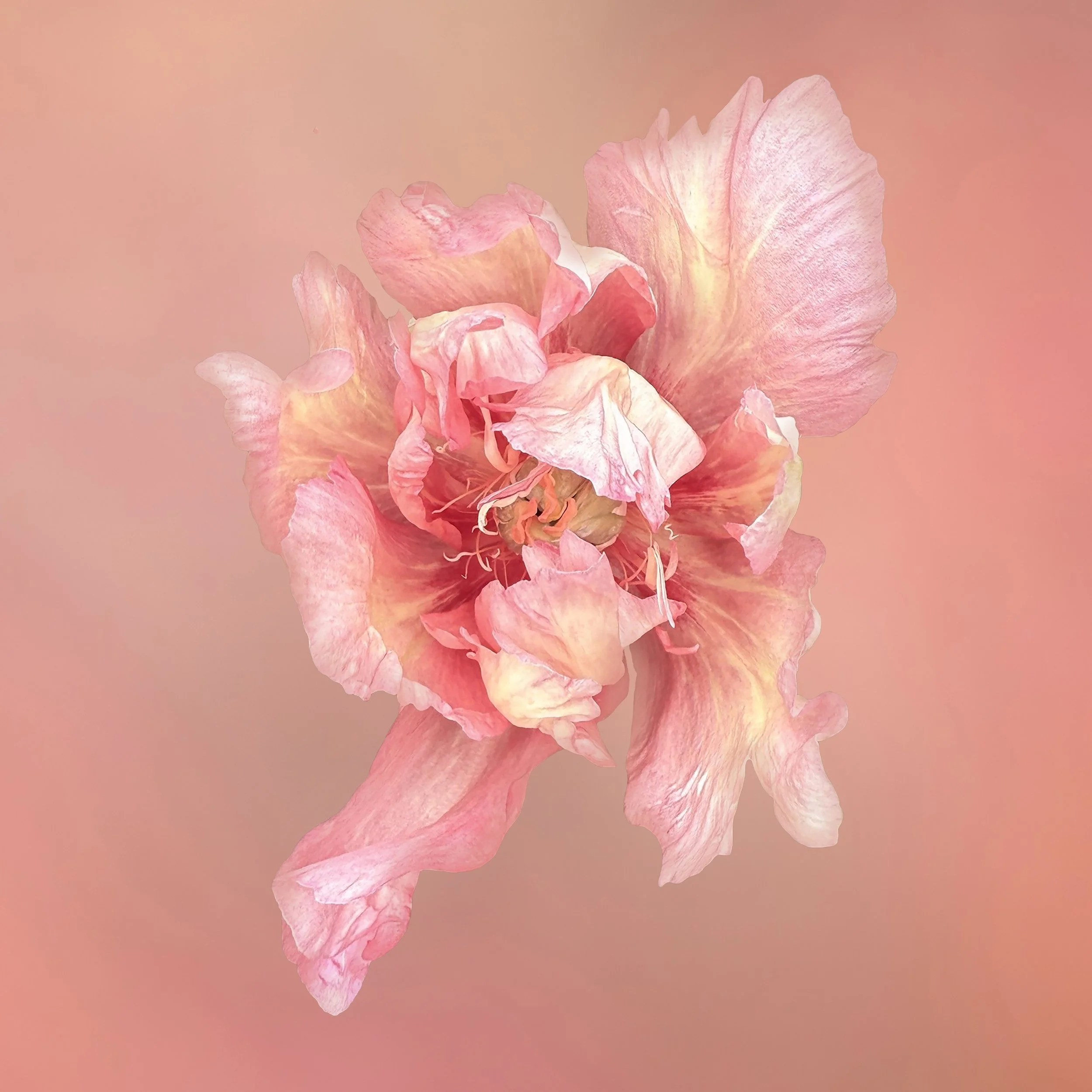 Perfect Peony