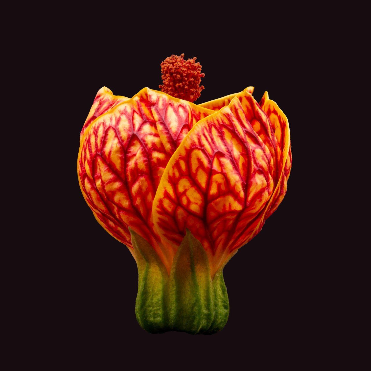 Abutilon Against Black
