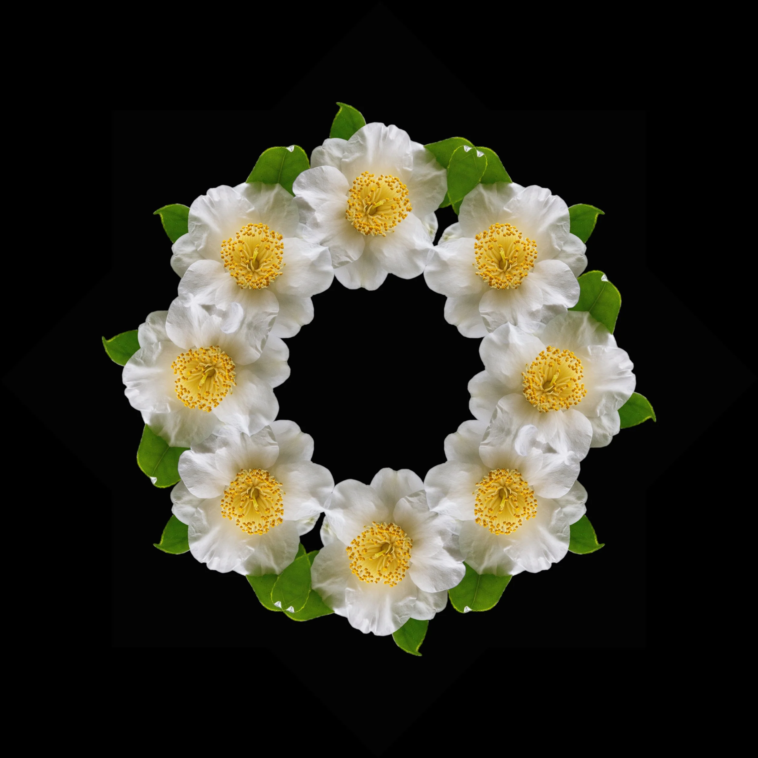 White camelia mandala.jpeg
