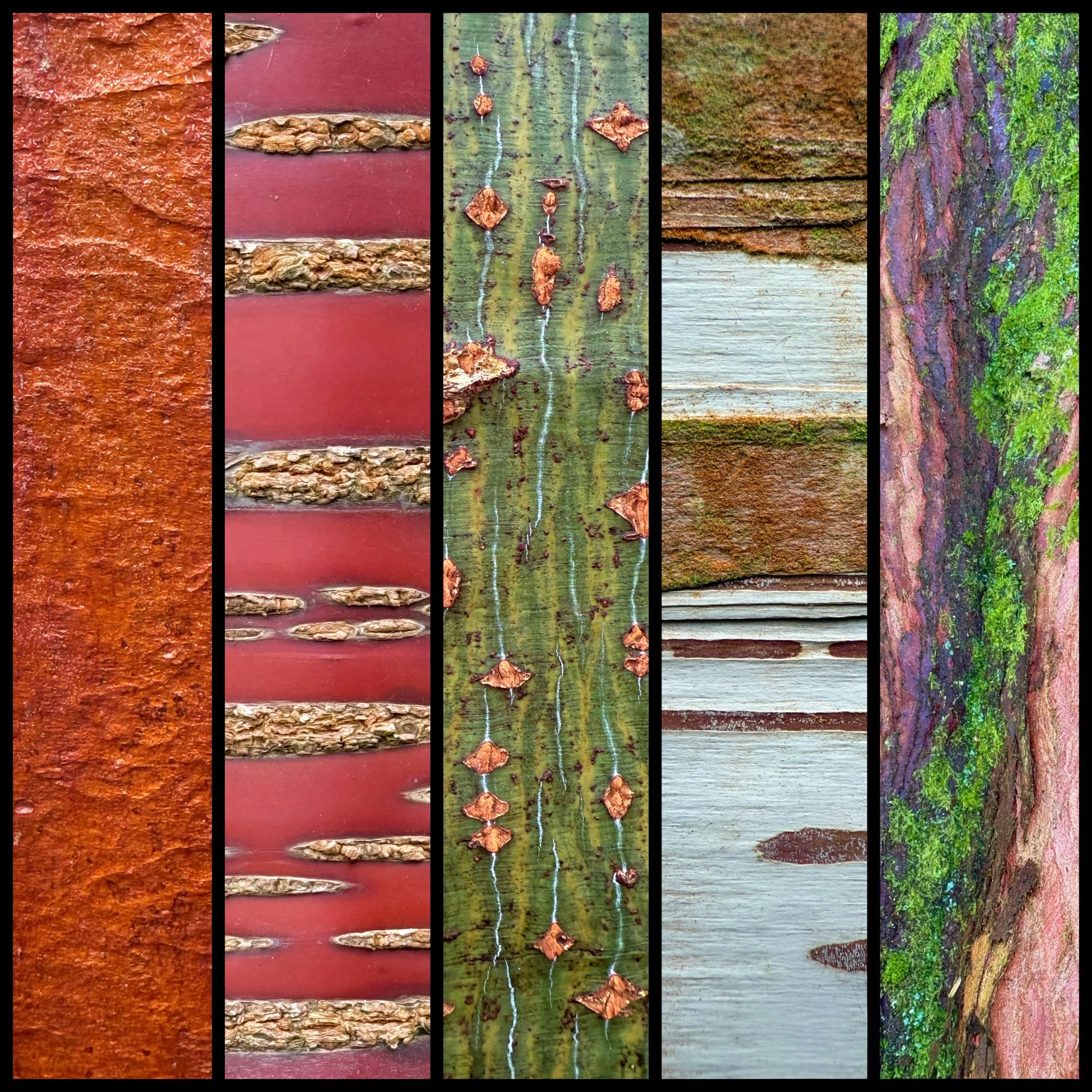 Bark Stripes