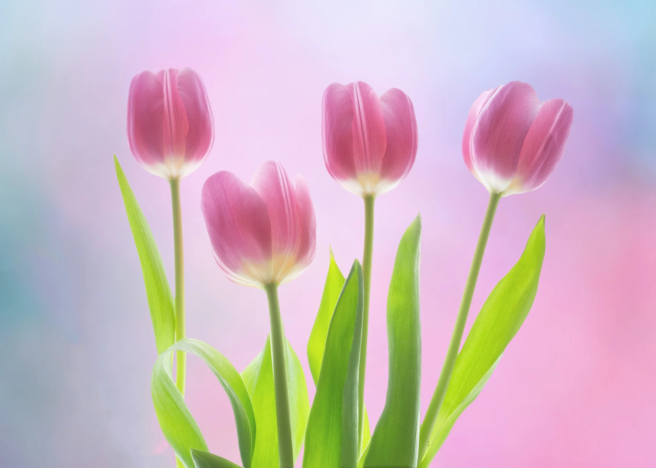 Mothers Day Tulips1.jpg