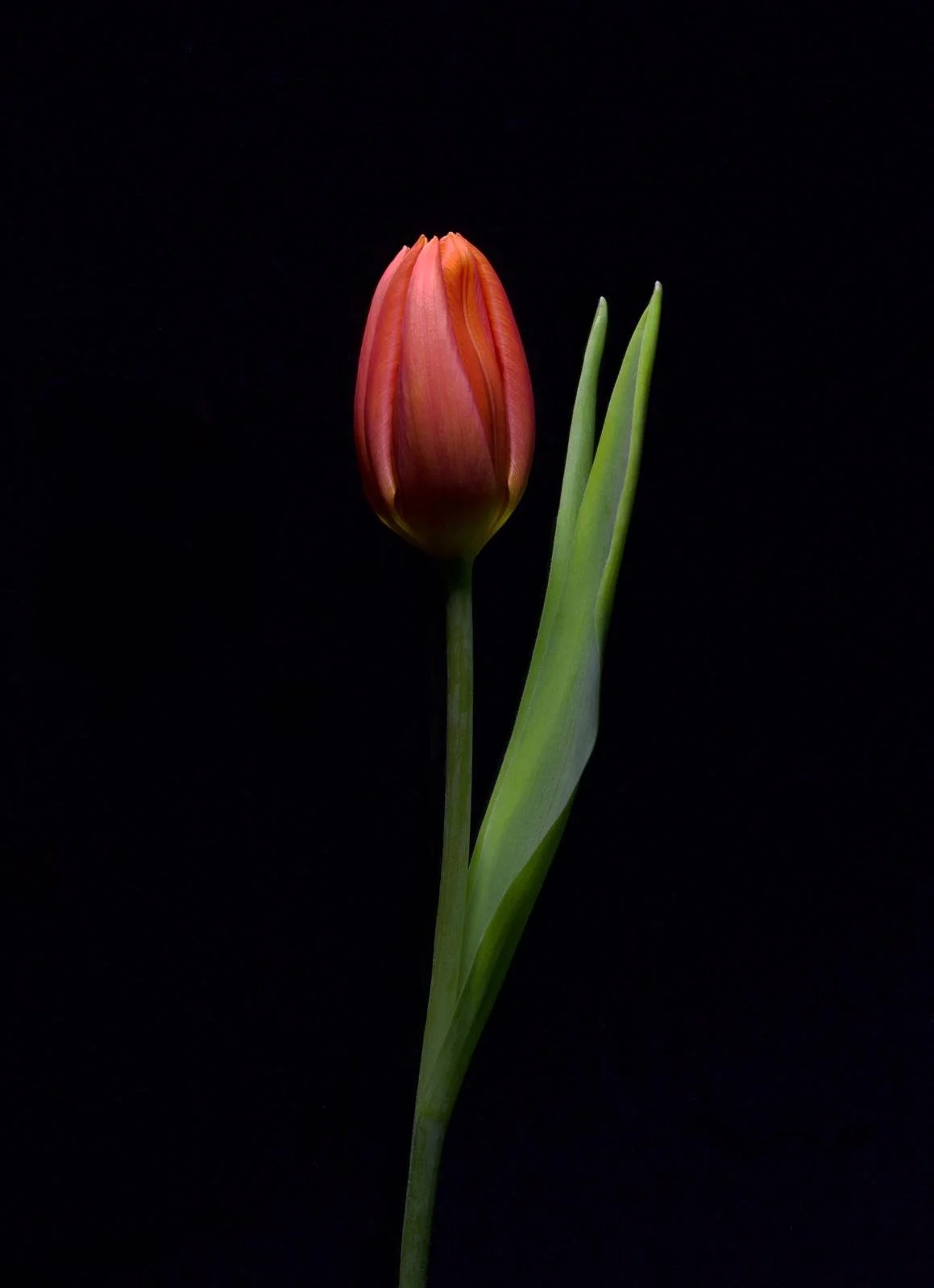 Tulip