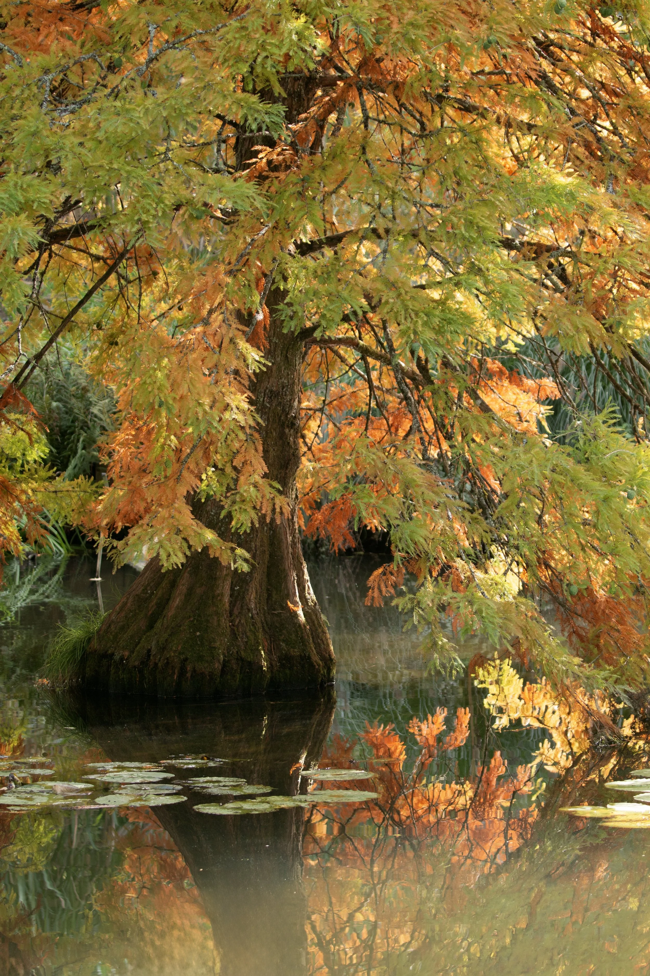Swamp Cypress1.jpeg