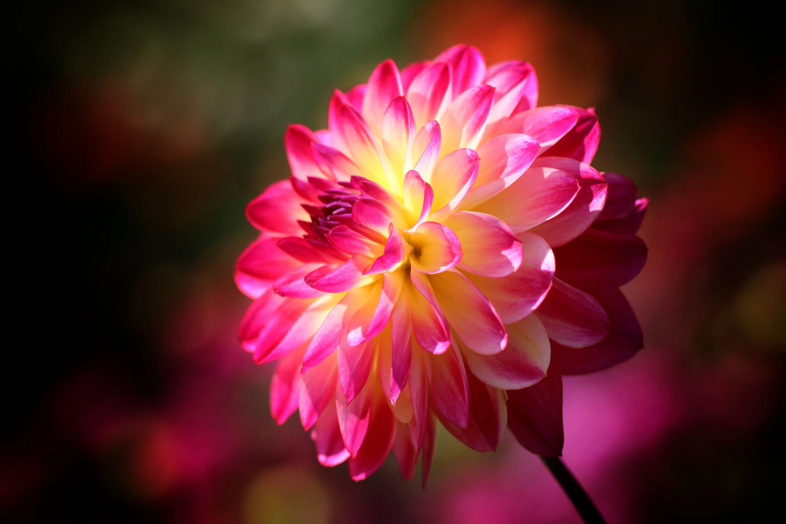 Dahlia Glow - Gilbert's Nursery, Sherfield English