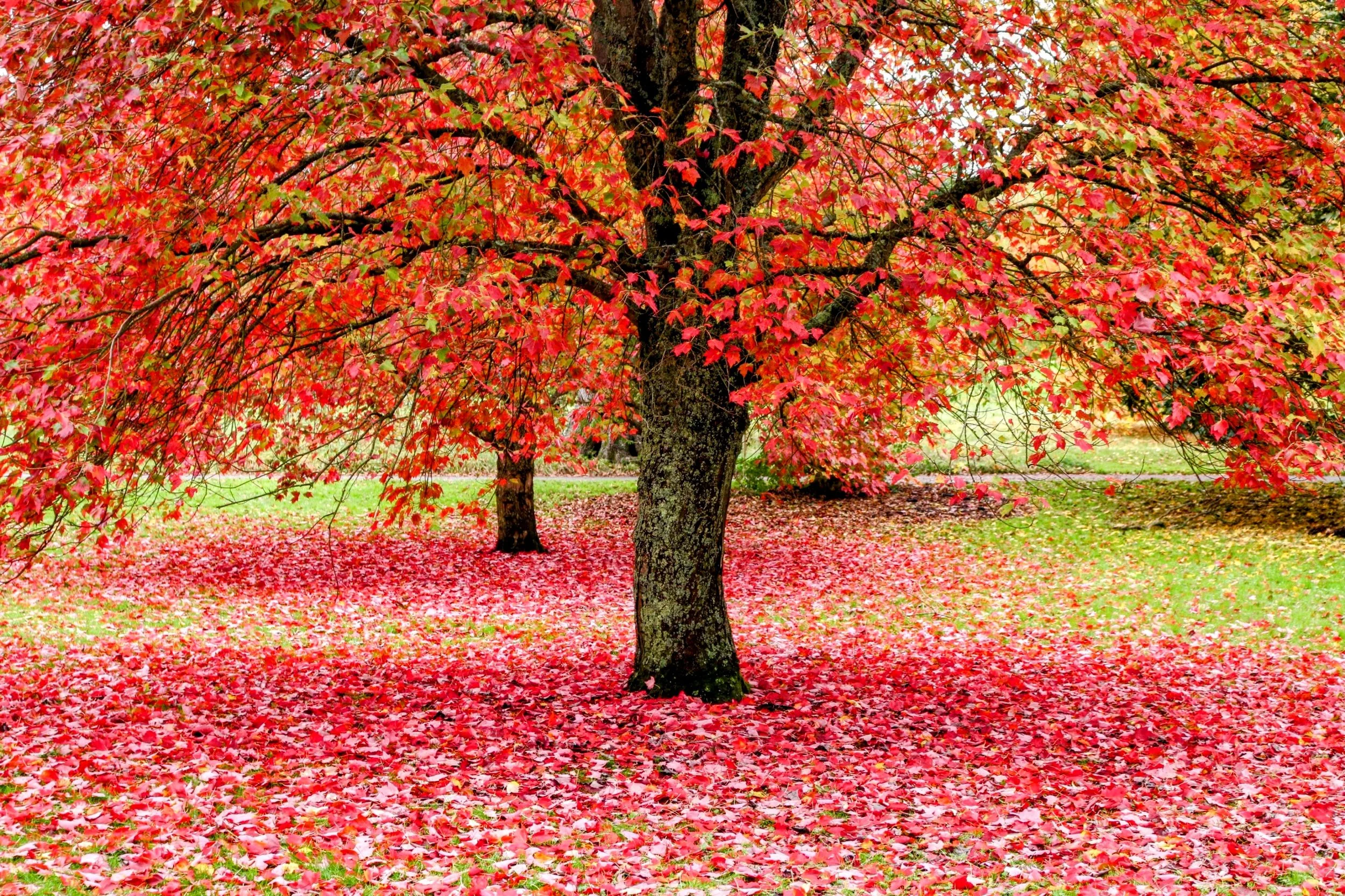 Fallen Leaves - Sir Harold Hillier Gardens