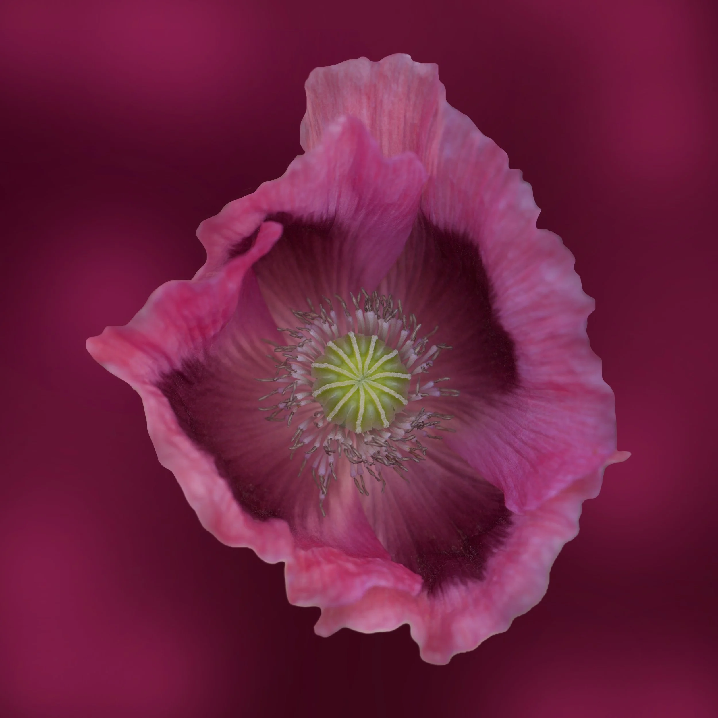 Pink Poppy