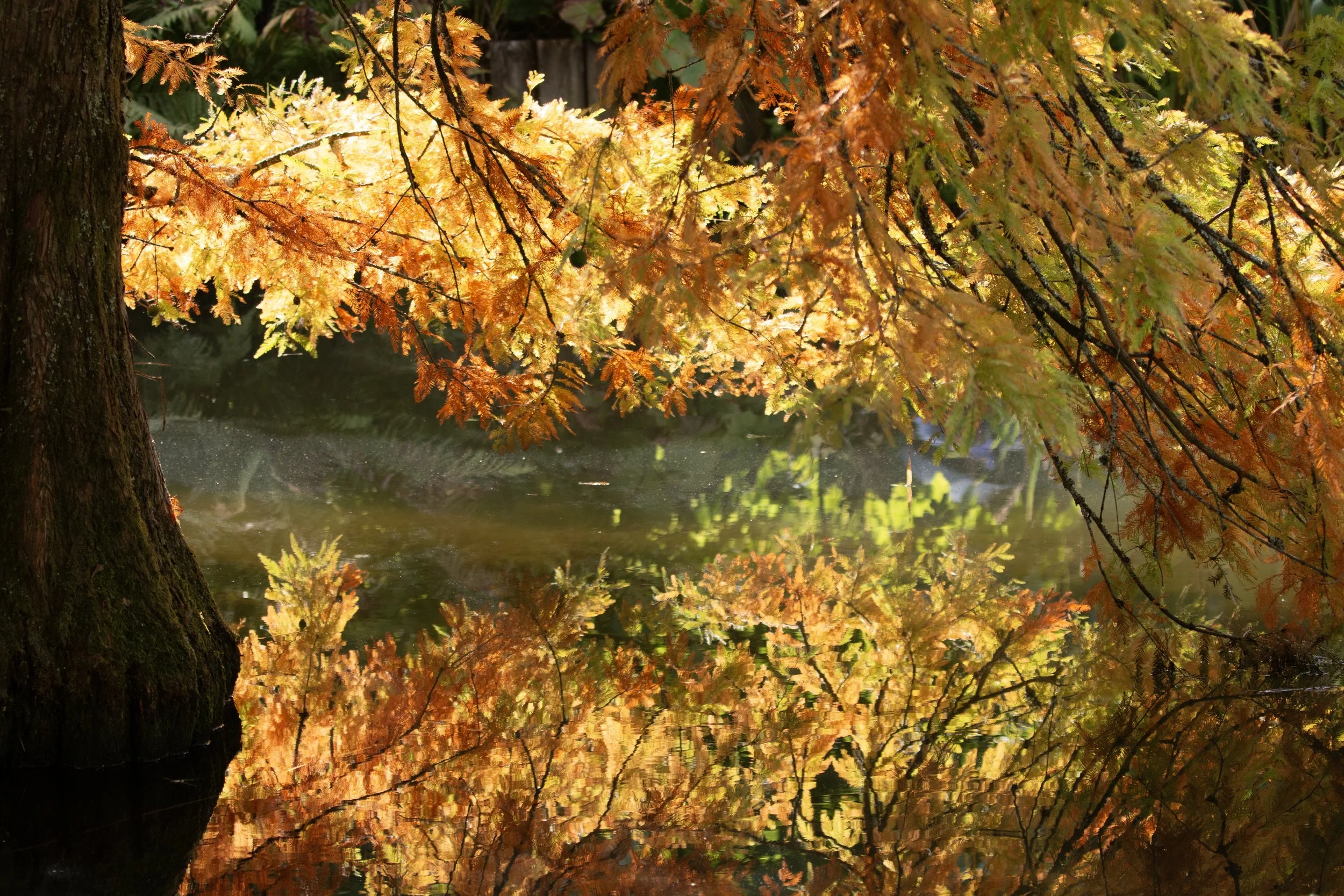 Swamp Cypress.jpeg