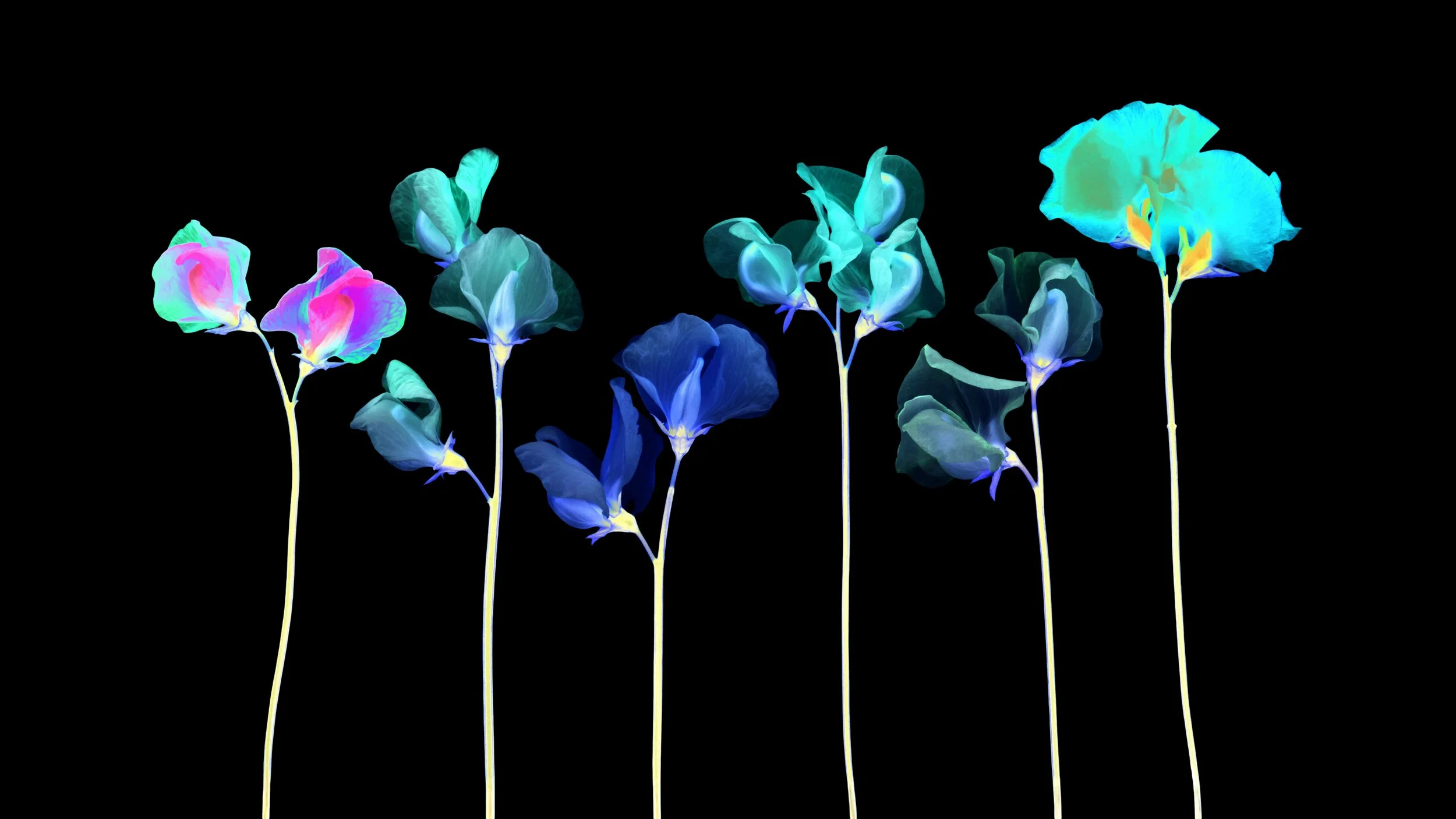 2 Sweetpeas Finished.jpg