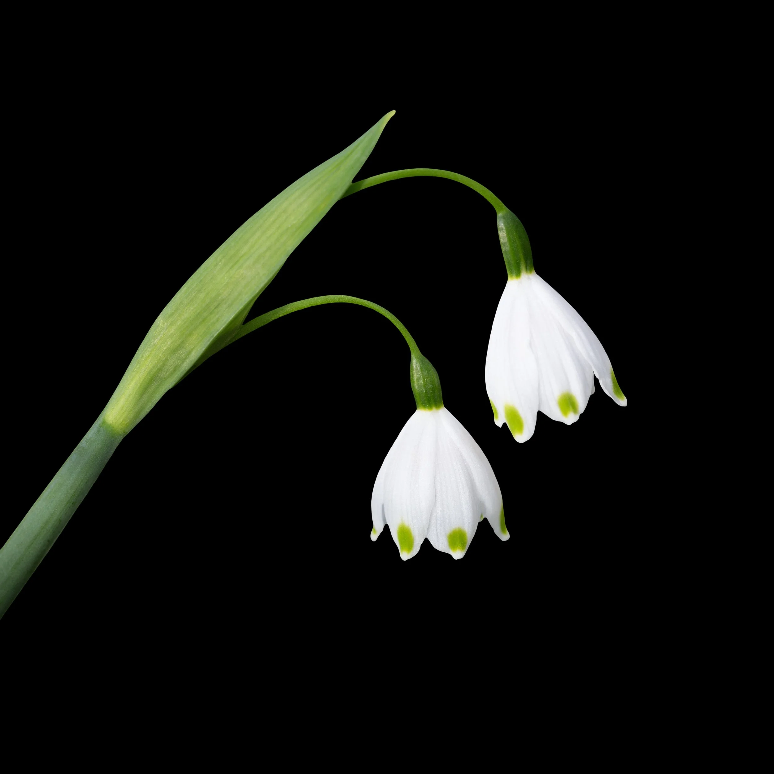 First Bloom