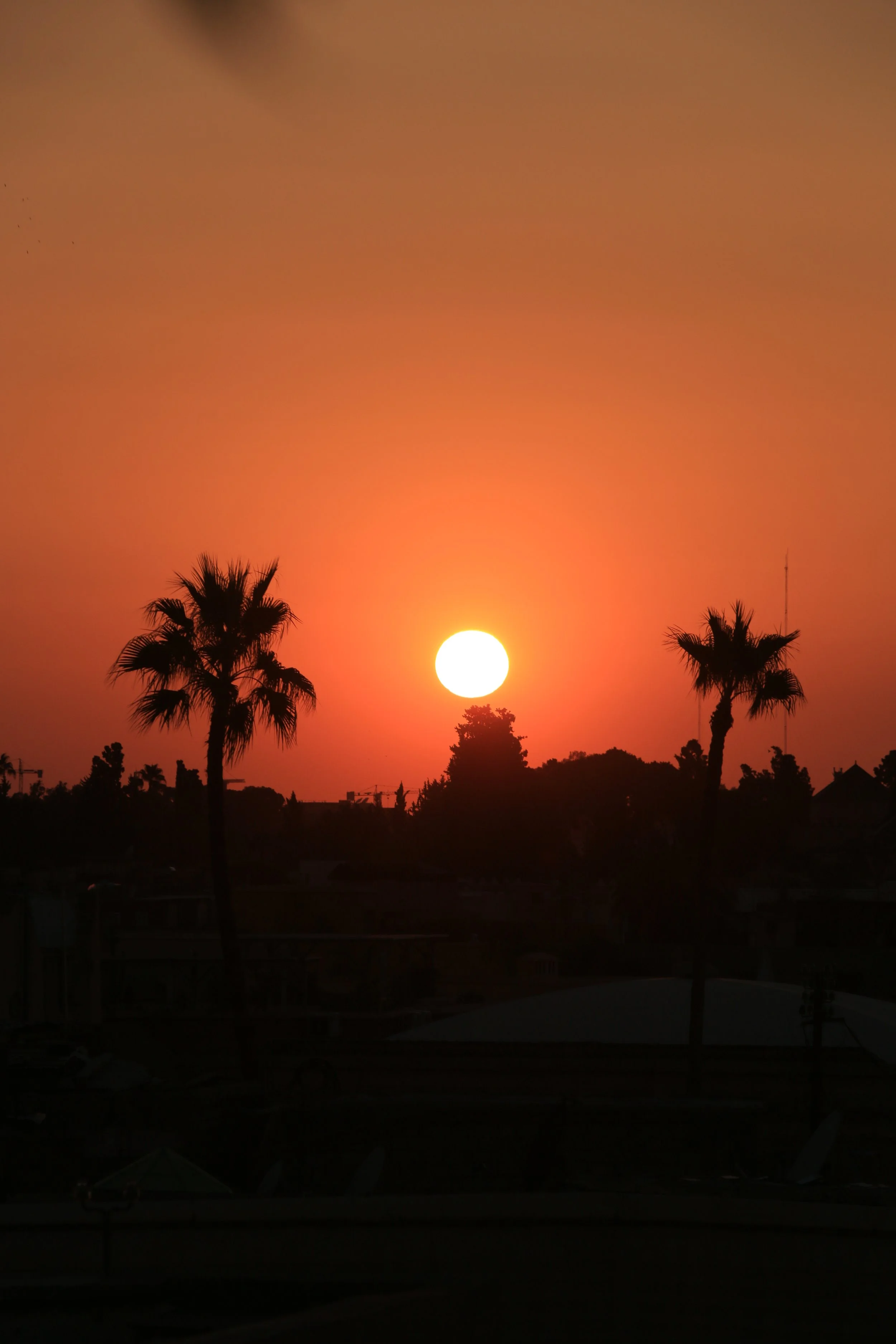 A sunset scene with a bright sun setting behind palm trees, creating a warm orange sky.