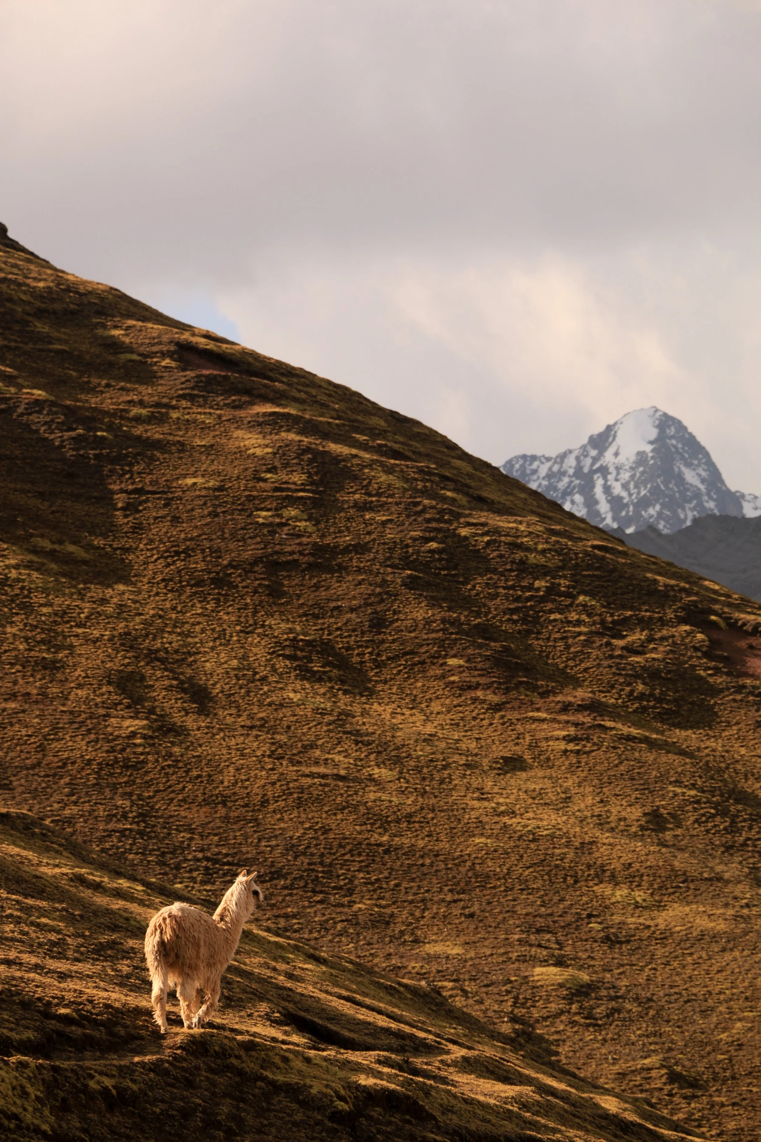 A llama standing on a hillside with brown grass, a mountain in the background with snow on its peak, overcast sky.
