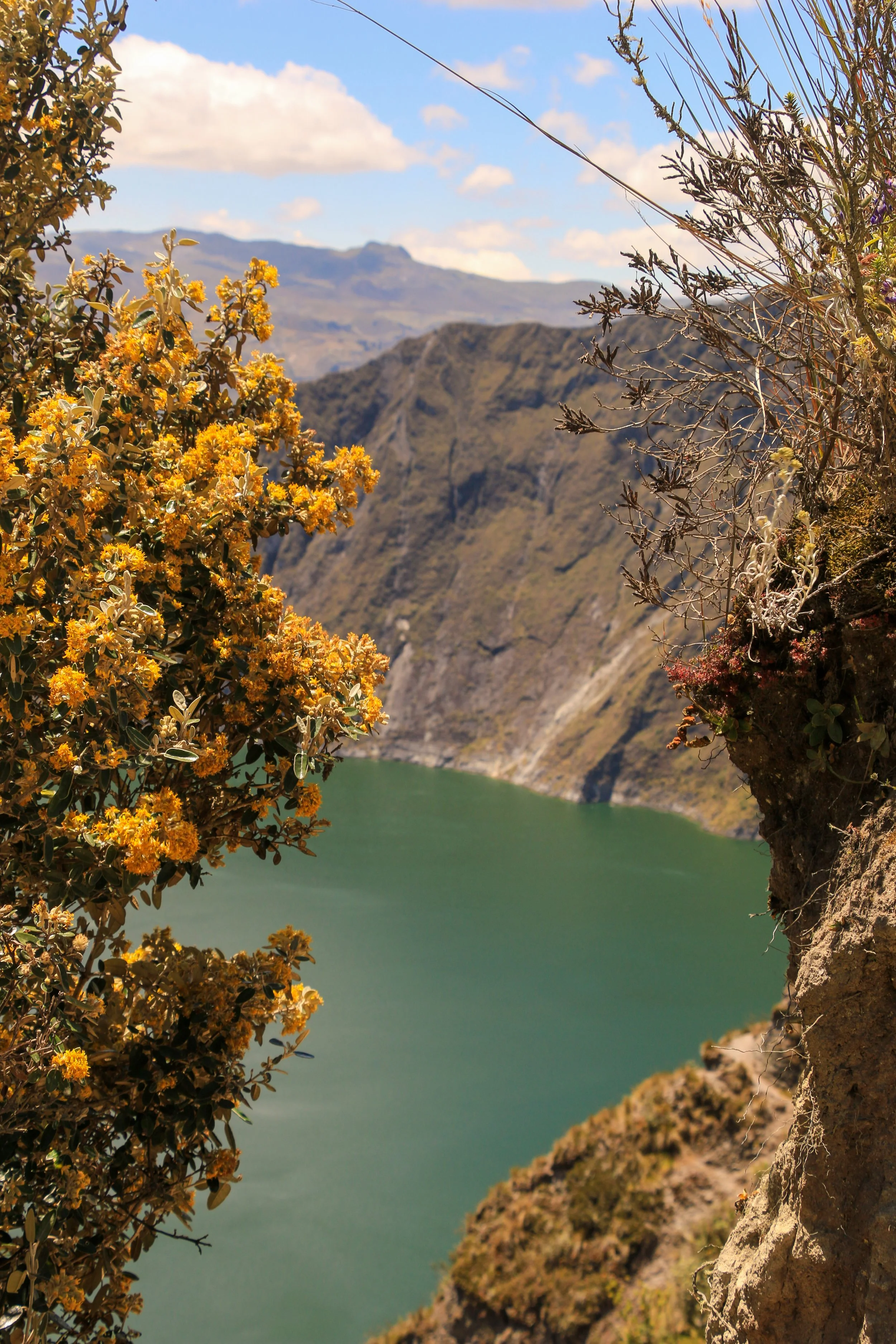 A scenic view of a lake surrounded by mountains with some flowering bushes and dry plants in the foreground.