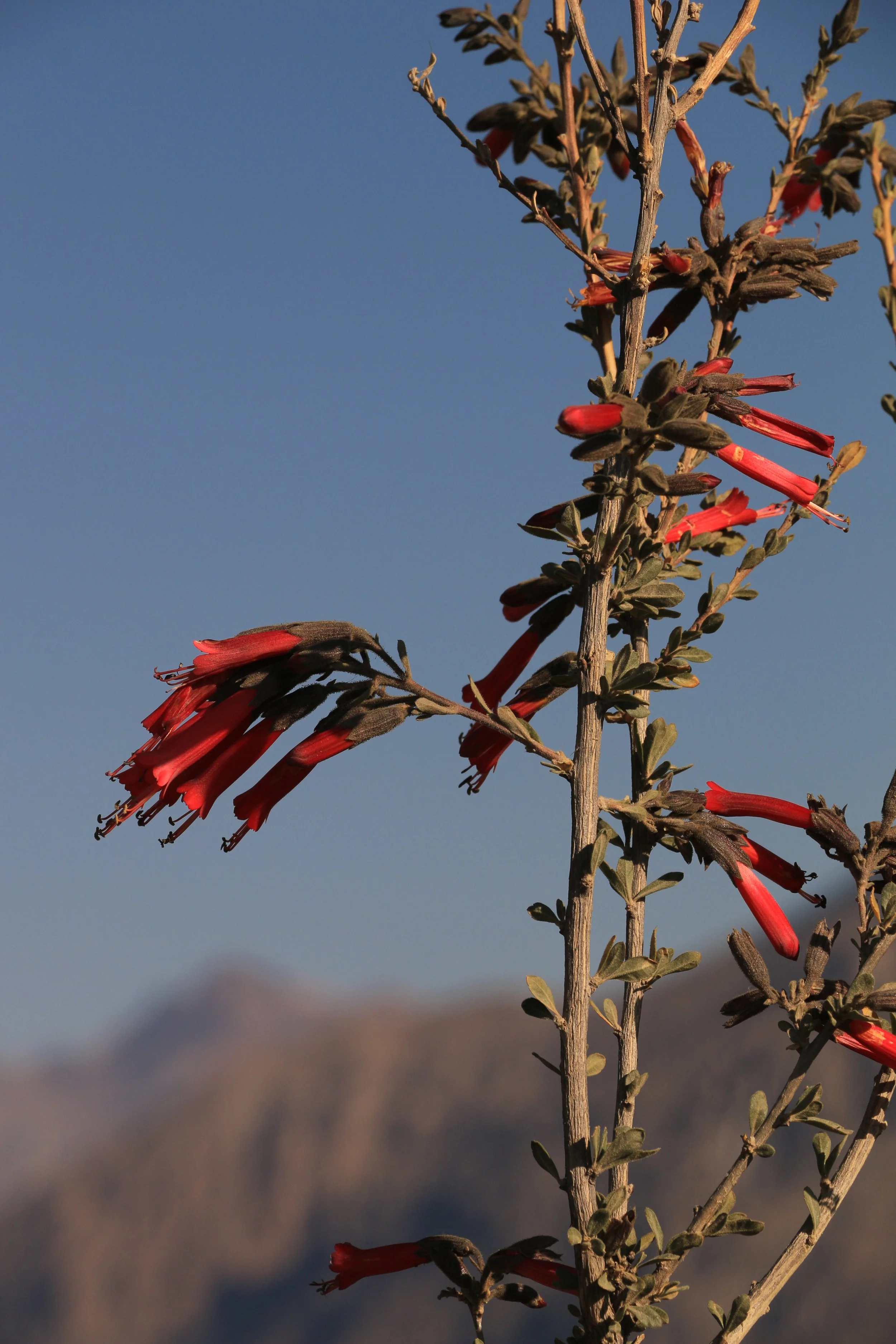 Close-up of a plant with red tubular flowers against a clear blue sky and a blurred mountain in the background.