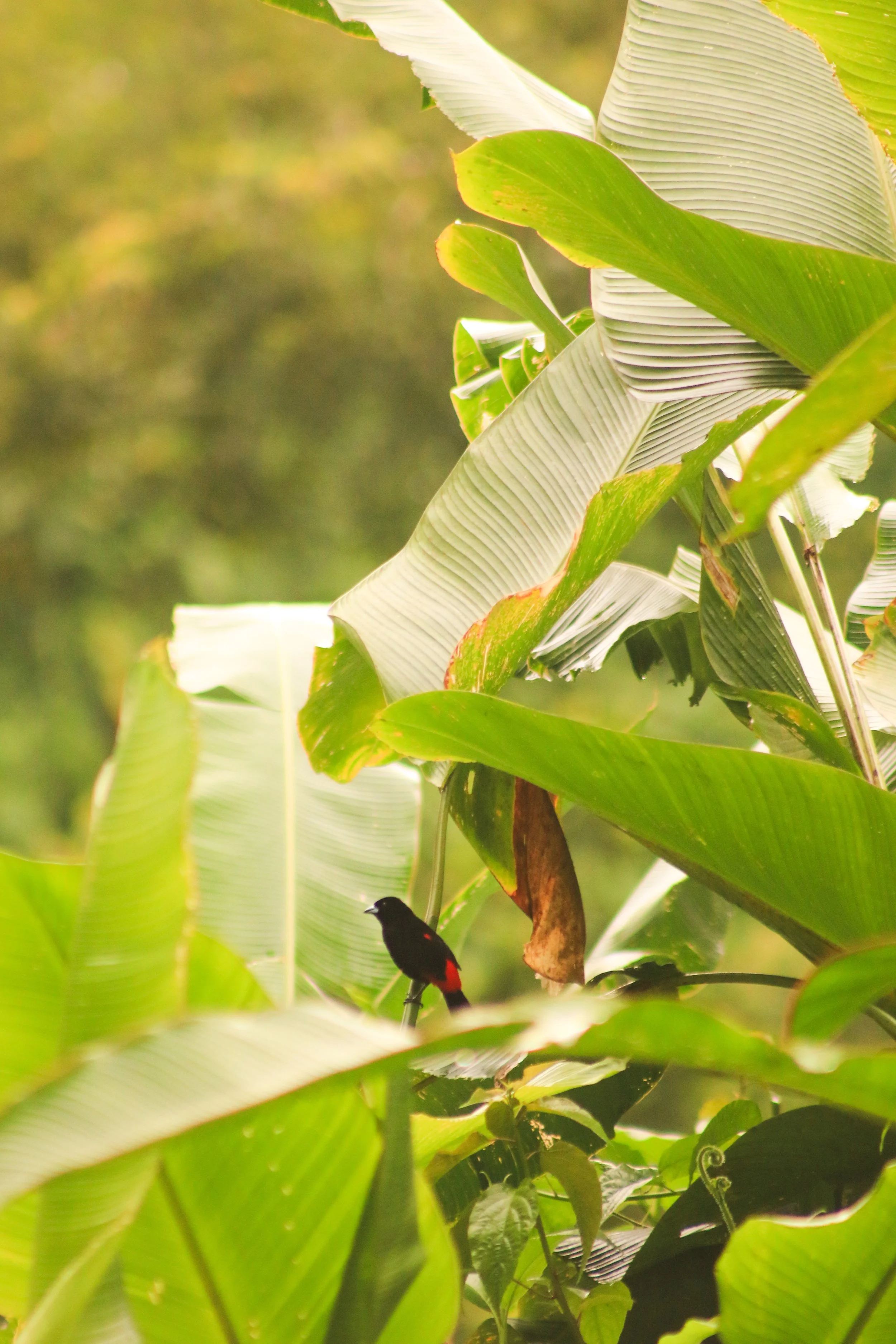 Small black bird with red markings perched among large green tropical leaves.