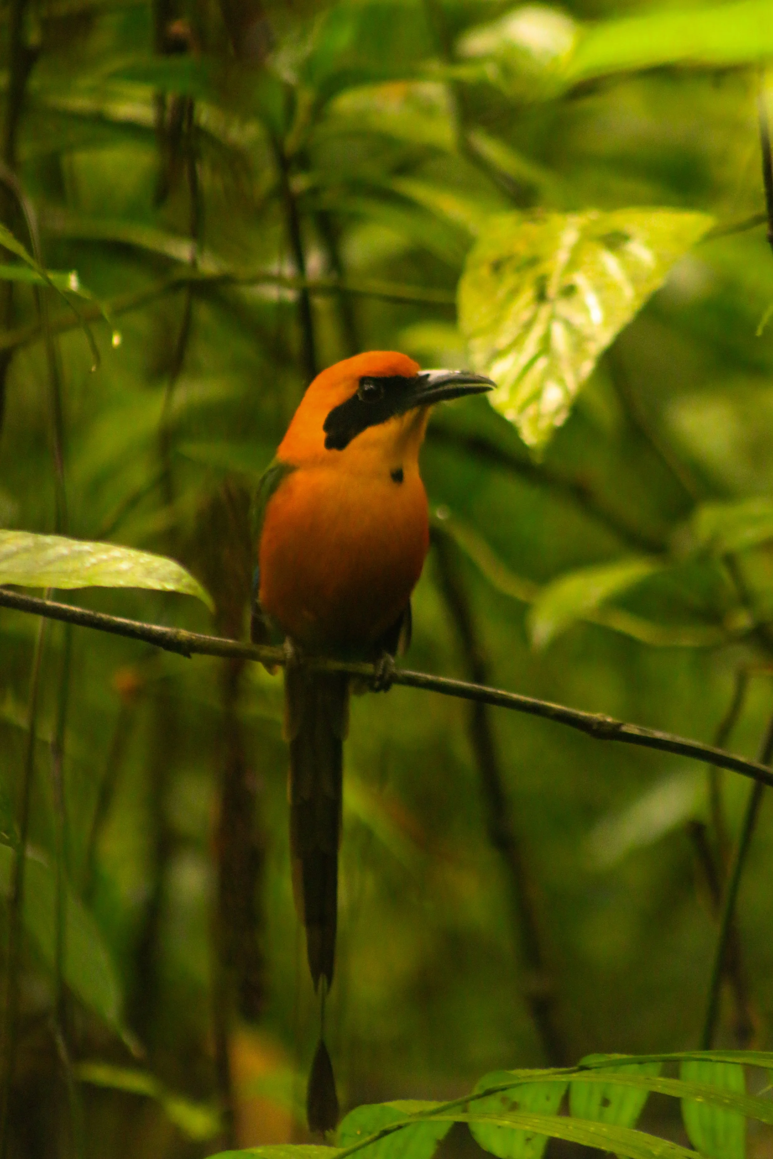 A brightly colored bird with orange and black plumage perched on a branch in a dense green jungle.
