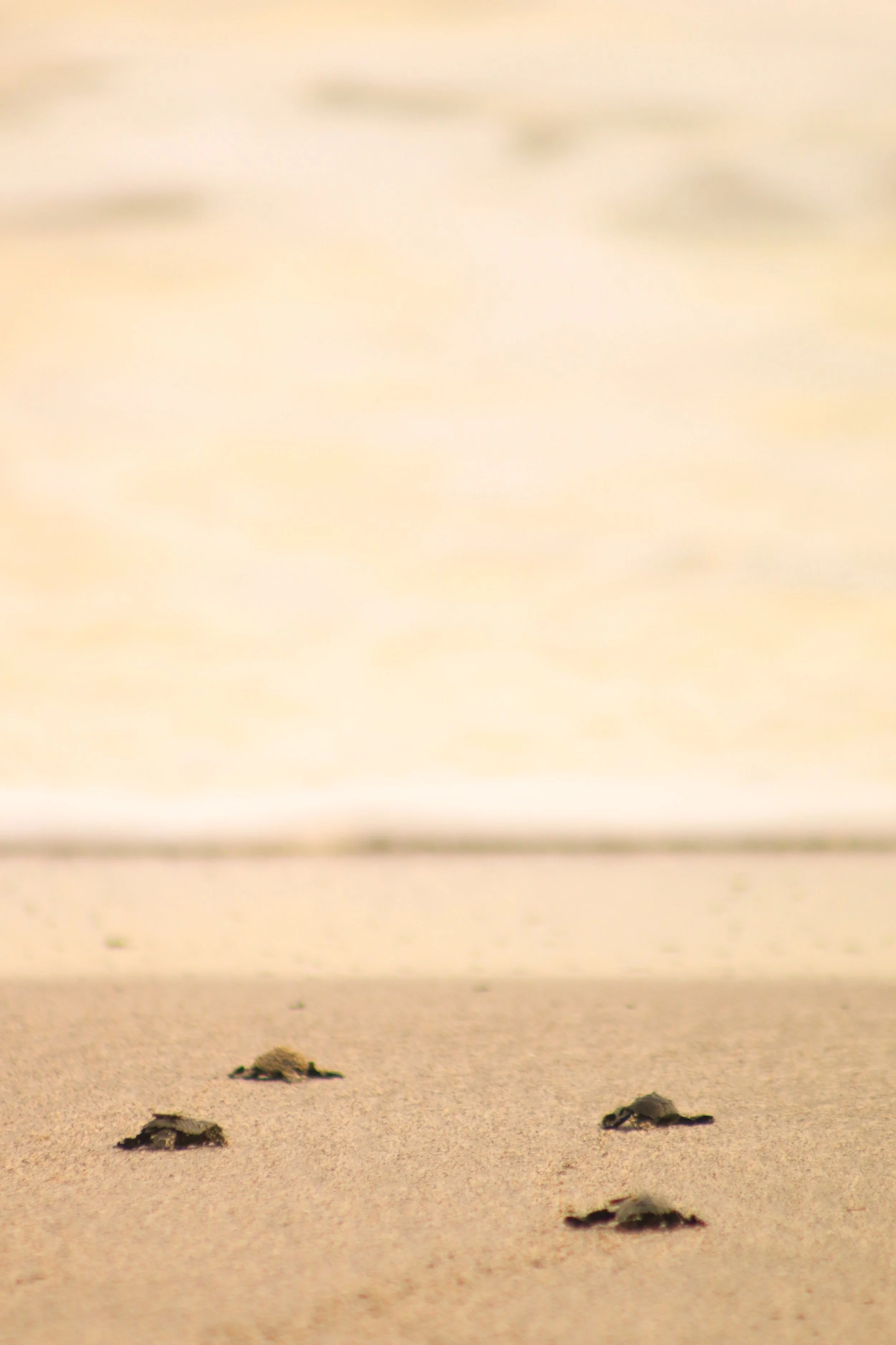 Four tiny baby sea turtles crawling across the sandy beach towards the water.