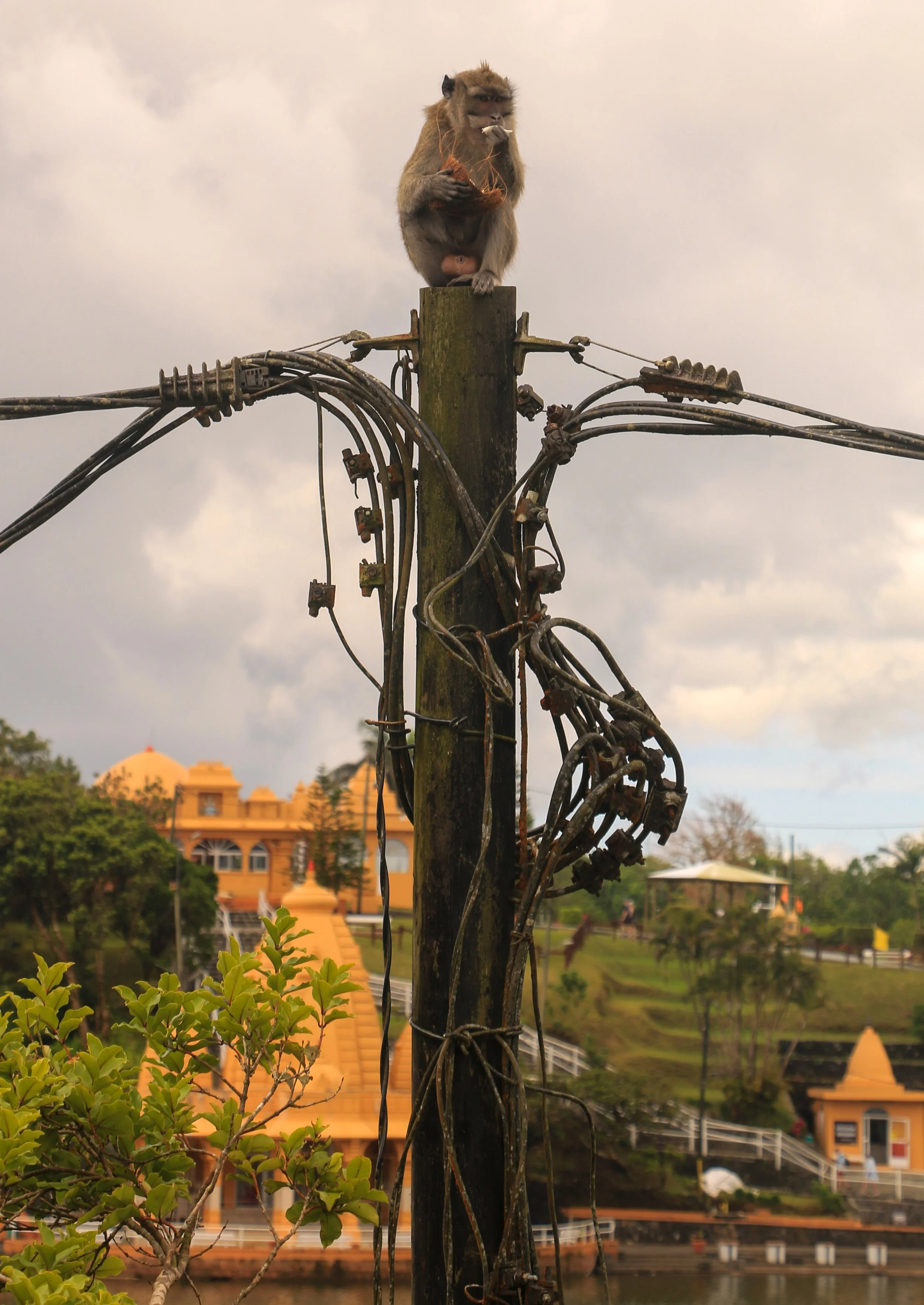 A monkey sitting on top of a wooden utility pole, eating. There are tangled electrical wires attached to the pole, with a cloudy sky in the background and a yellow building with stairs and greenery in the distance.