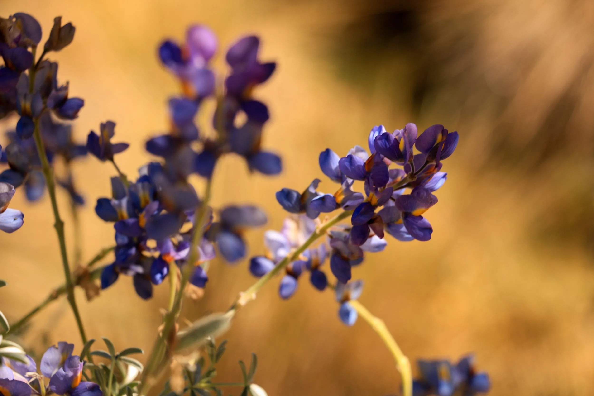 Close-up of purple and blue wildflowers with blurred yellow background