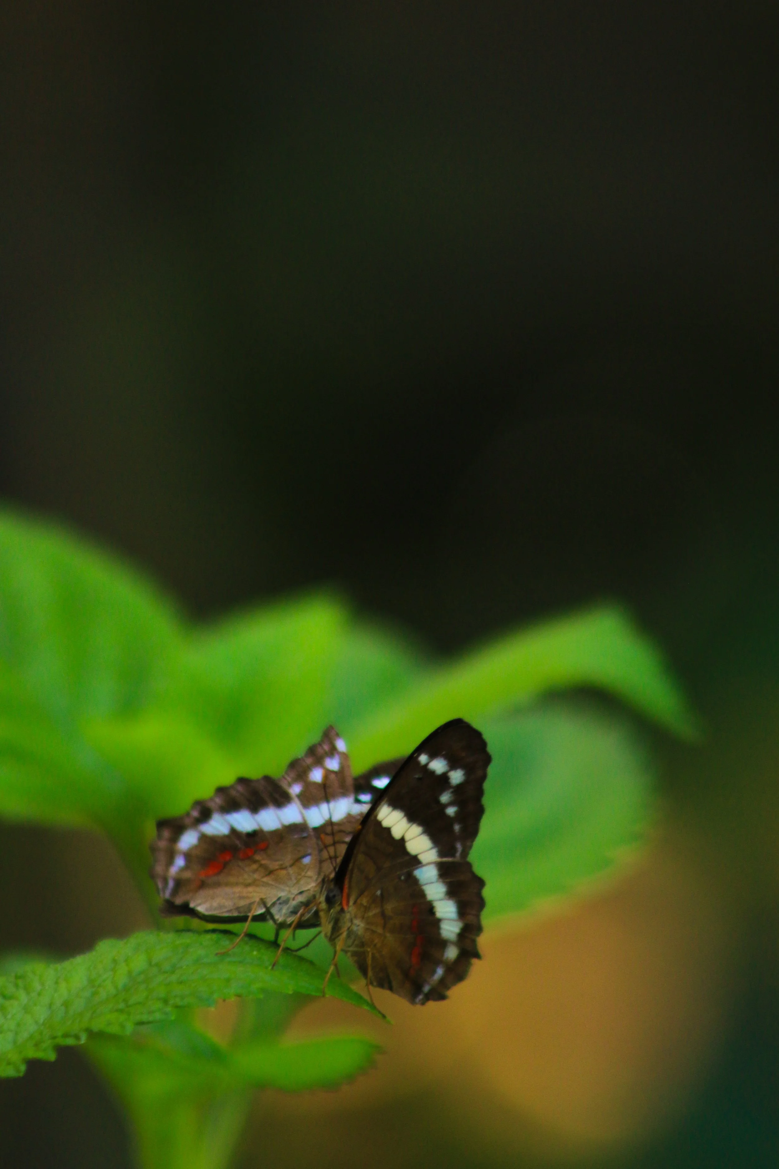 A butterfly with brown and white wings perched on a green leaf.