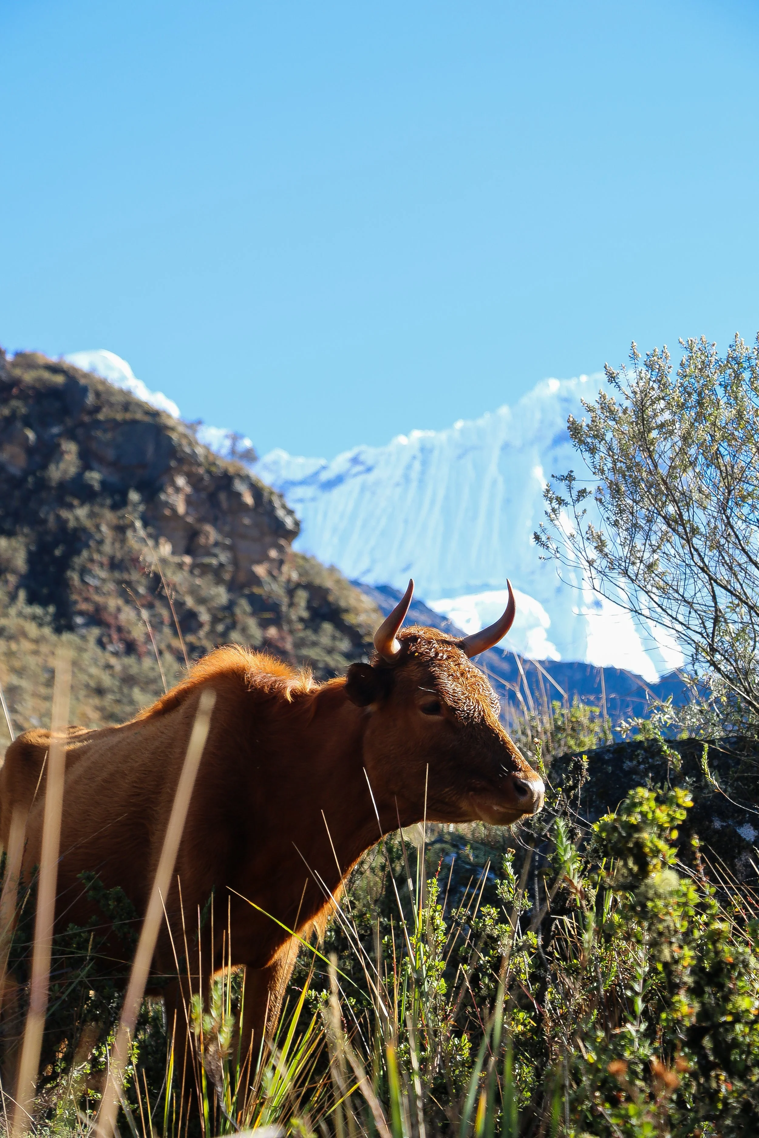 A brown cow with horns standing among tall grass in front of a mountainous landscape with snow-capped peaks.
