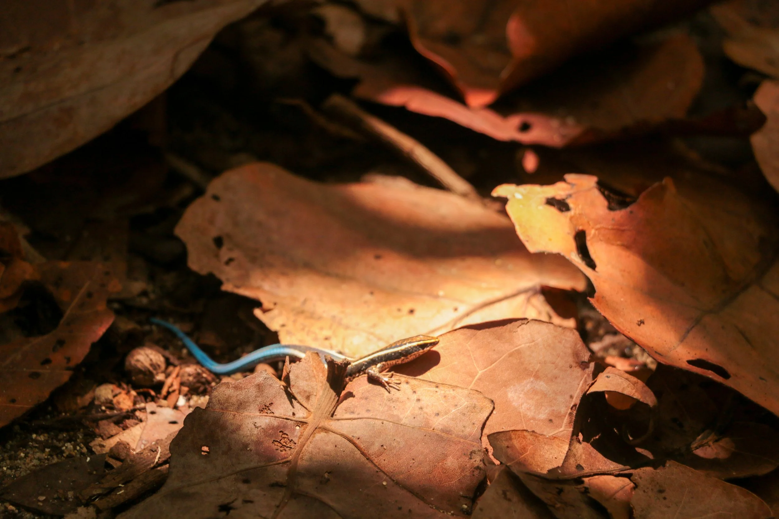 A small blue and yellow skink lizard resting on fallen dry leaves on the forest floor.