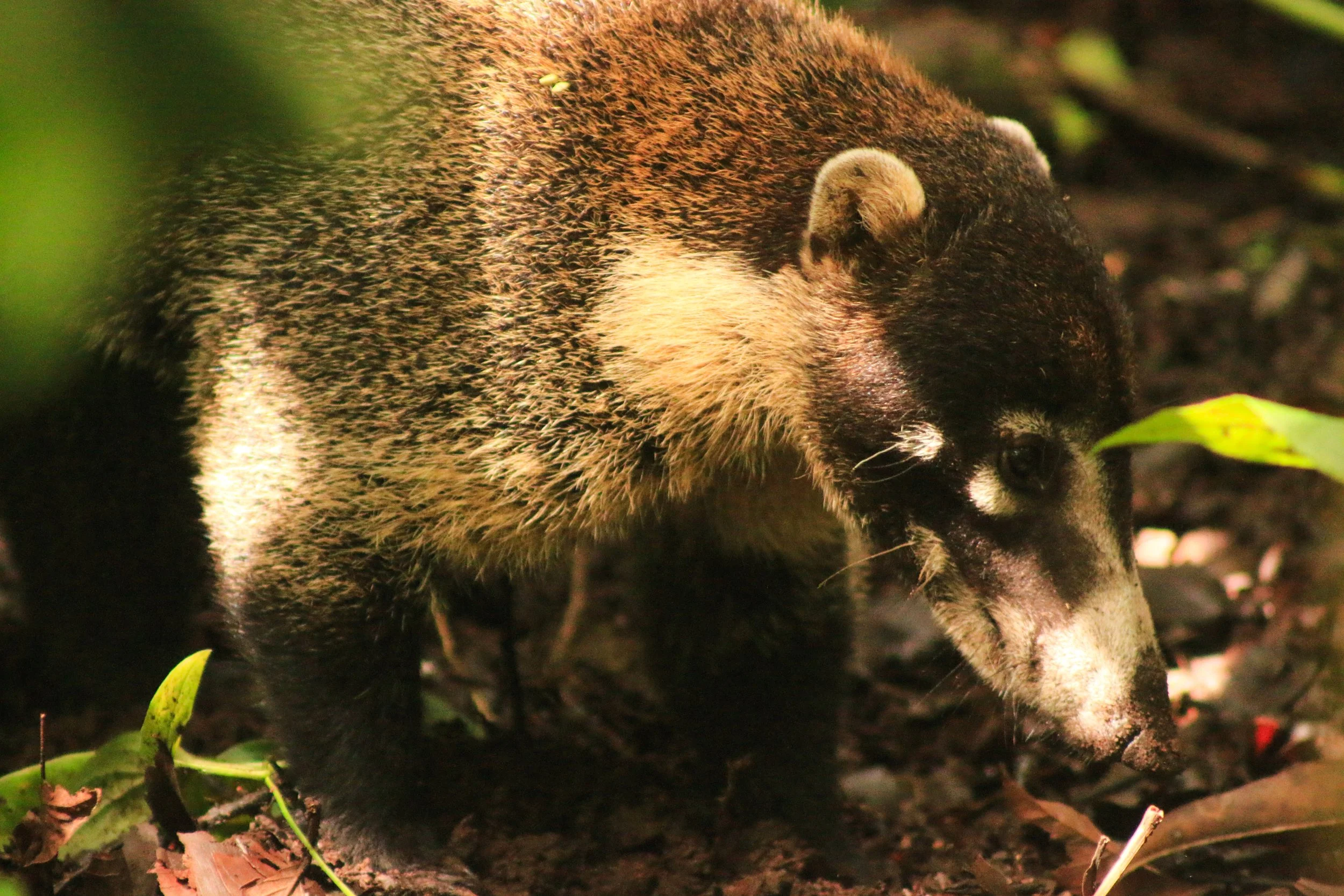 A close-up of a young black bear with a cream-colored patch on its chest, walking on forest ground covered with leaves and soil.
