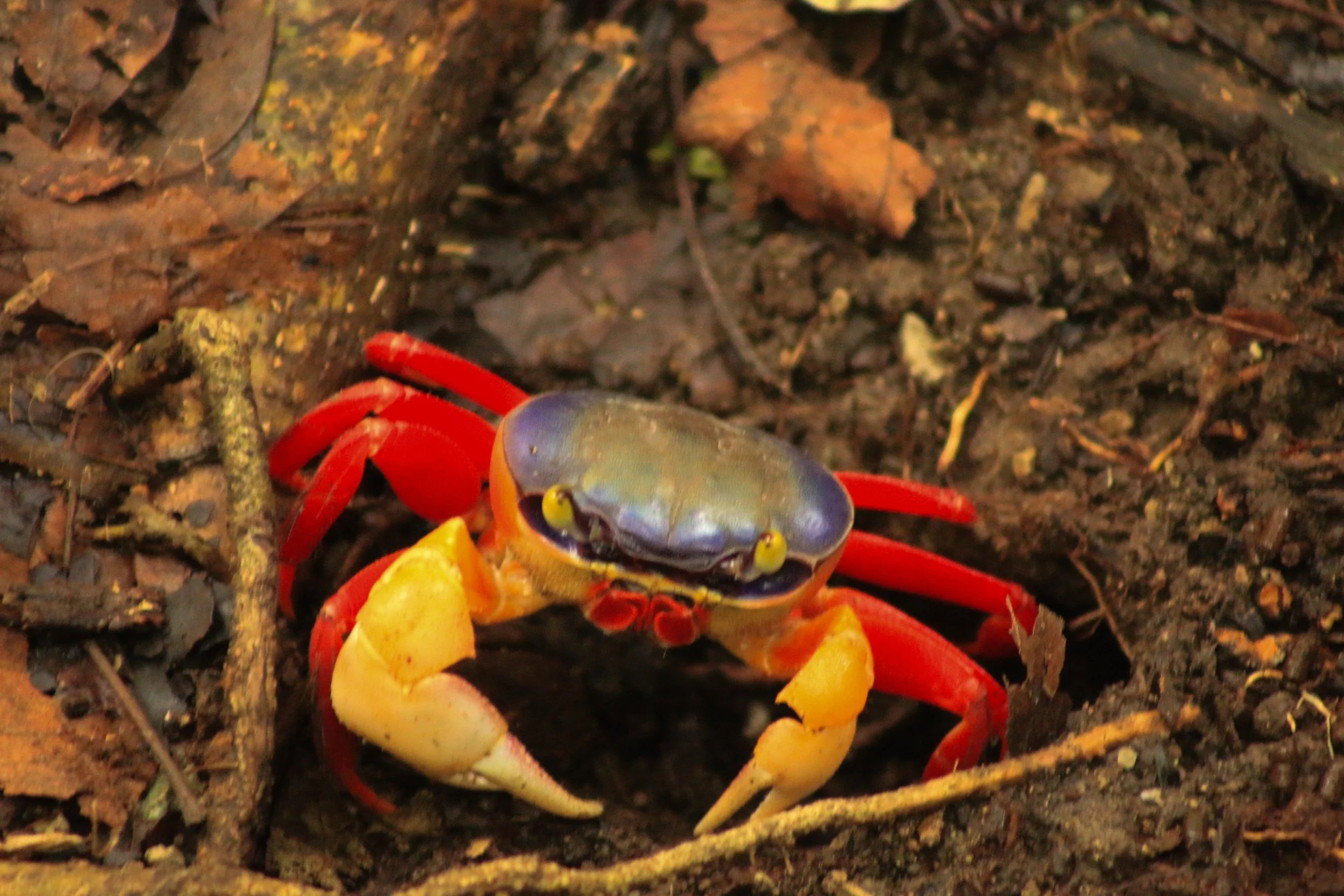 A brightly colored crab with red, yellow, and brown markings on a dirt ground surrounded by leaves and small sticks.