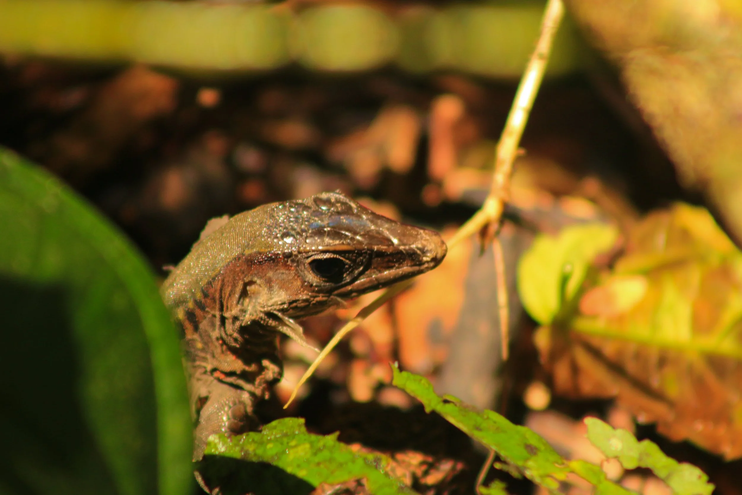 Close-up of a brown lizard partially hidden among green leaves and plants in a natural habitat.