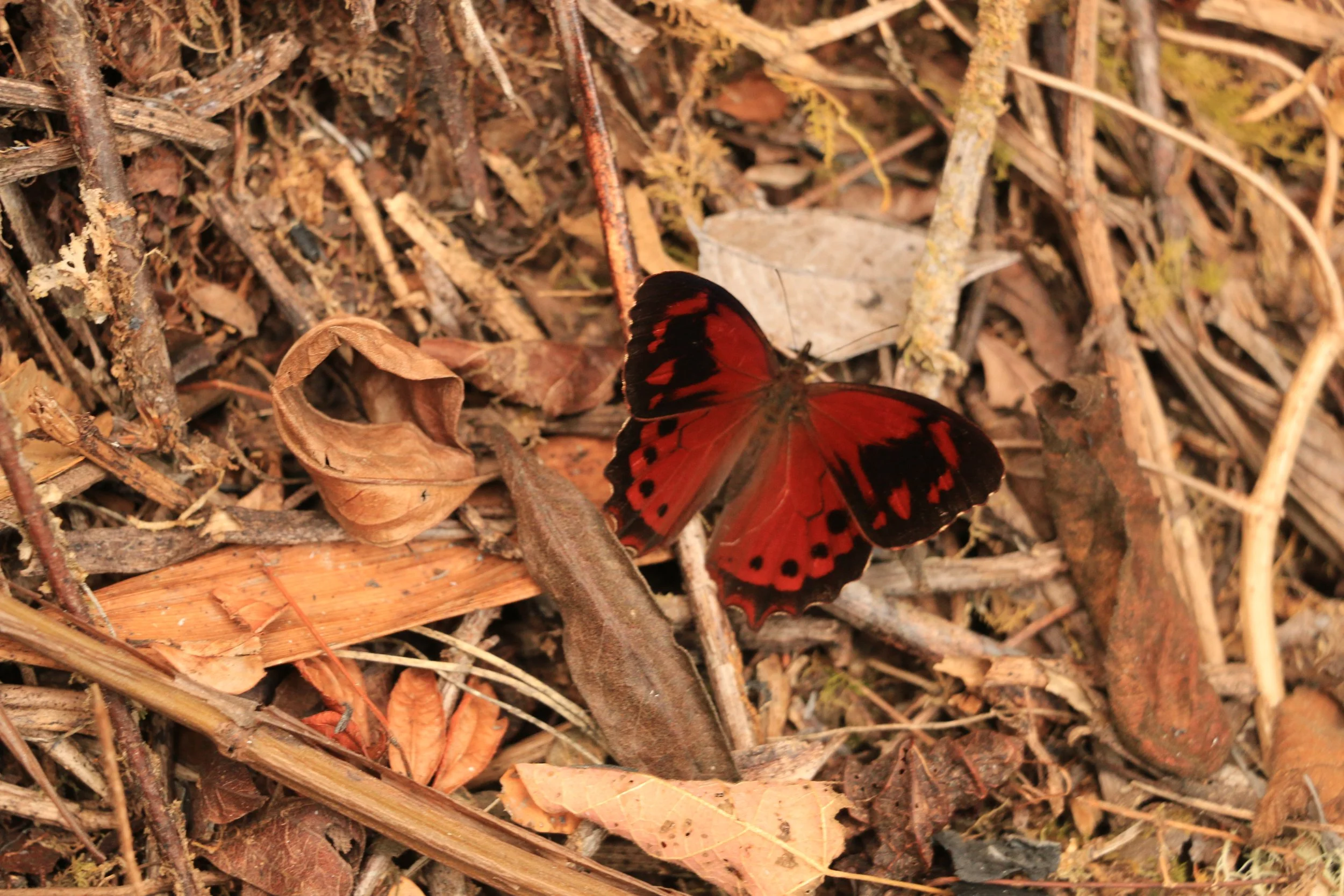 A red and black butterfly resting on a bed of twigs, leaves, and dried plant matter.