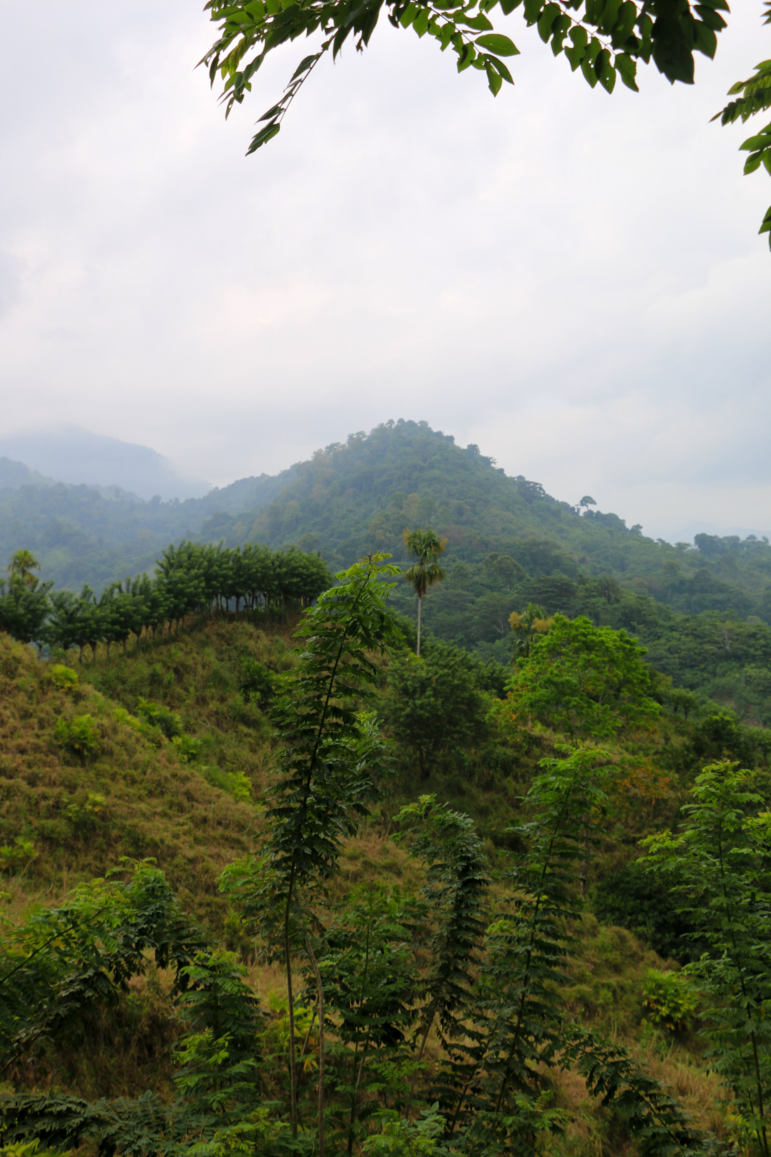 A lush green mountain landscape with dense trees, shrubs, and rolling hills under a cloudy sky.