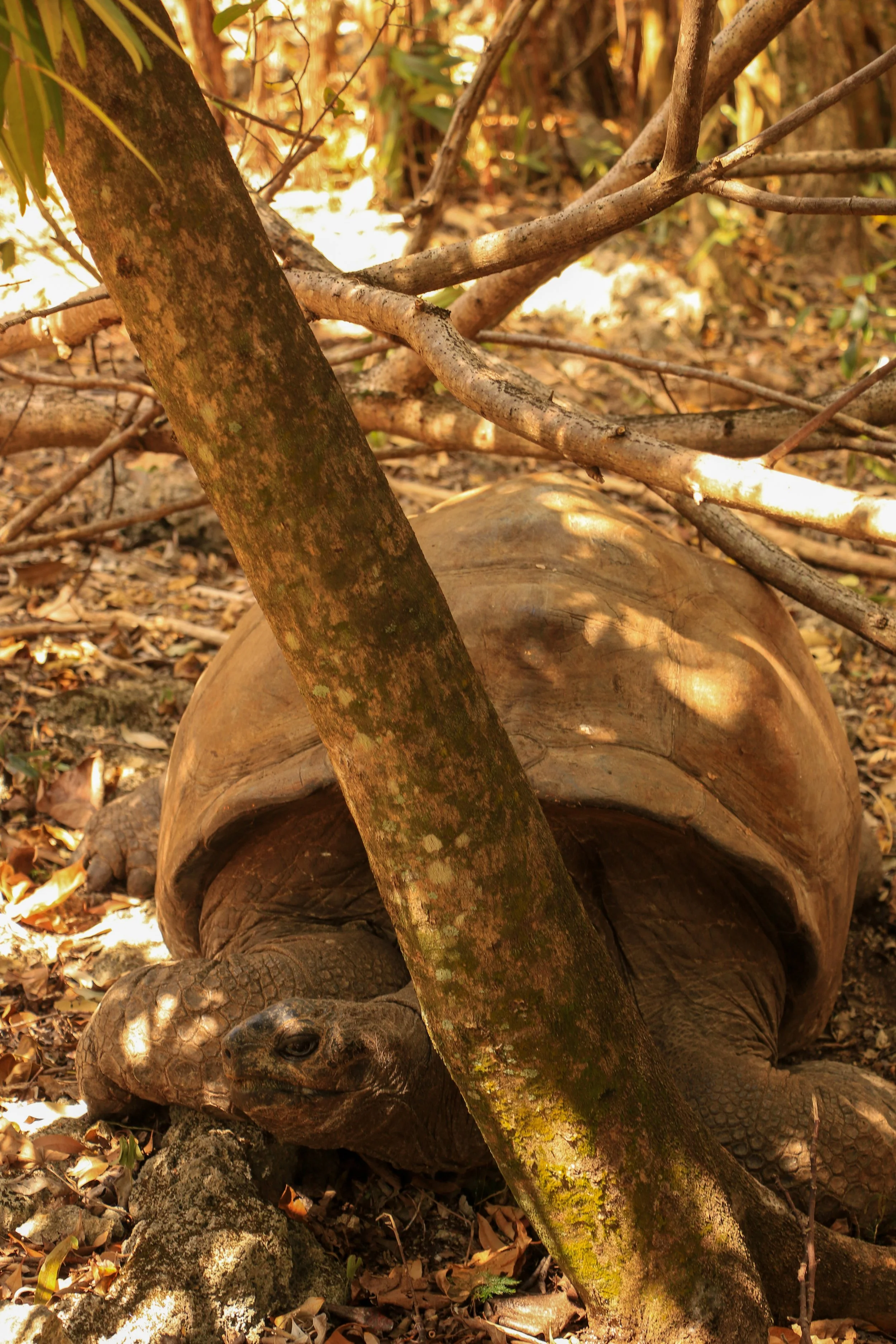 A large tortoise lying on the forest floor, partially shaded by trees and branches.