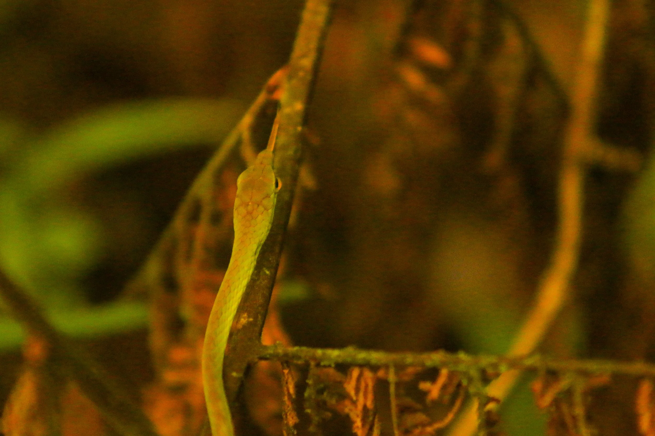 Close-up of a small green snake climbing on a branch in a jungle setting.
