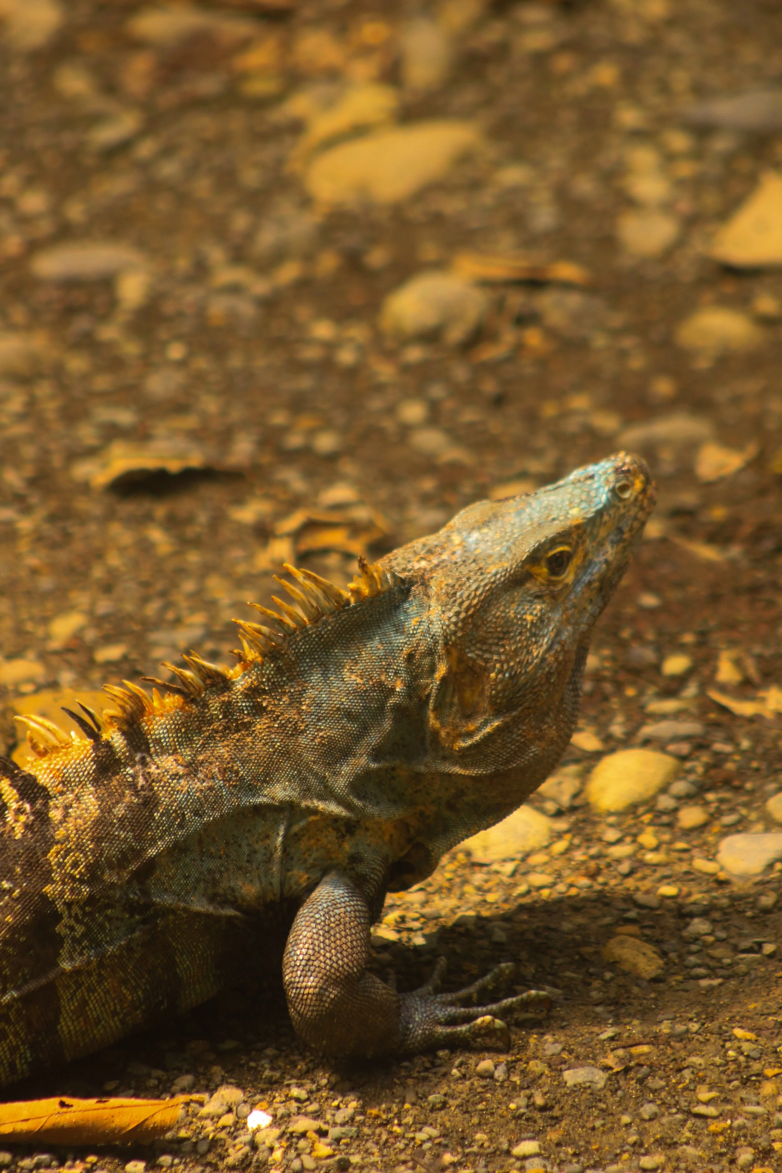 A close-up of a lizard with spines on its back, resting on a rocky ground with pebbles and a few leaves.
